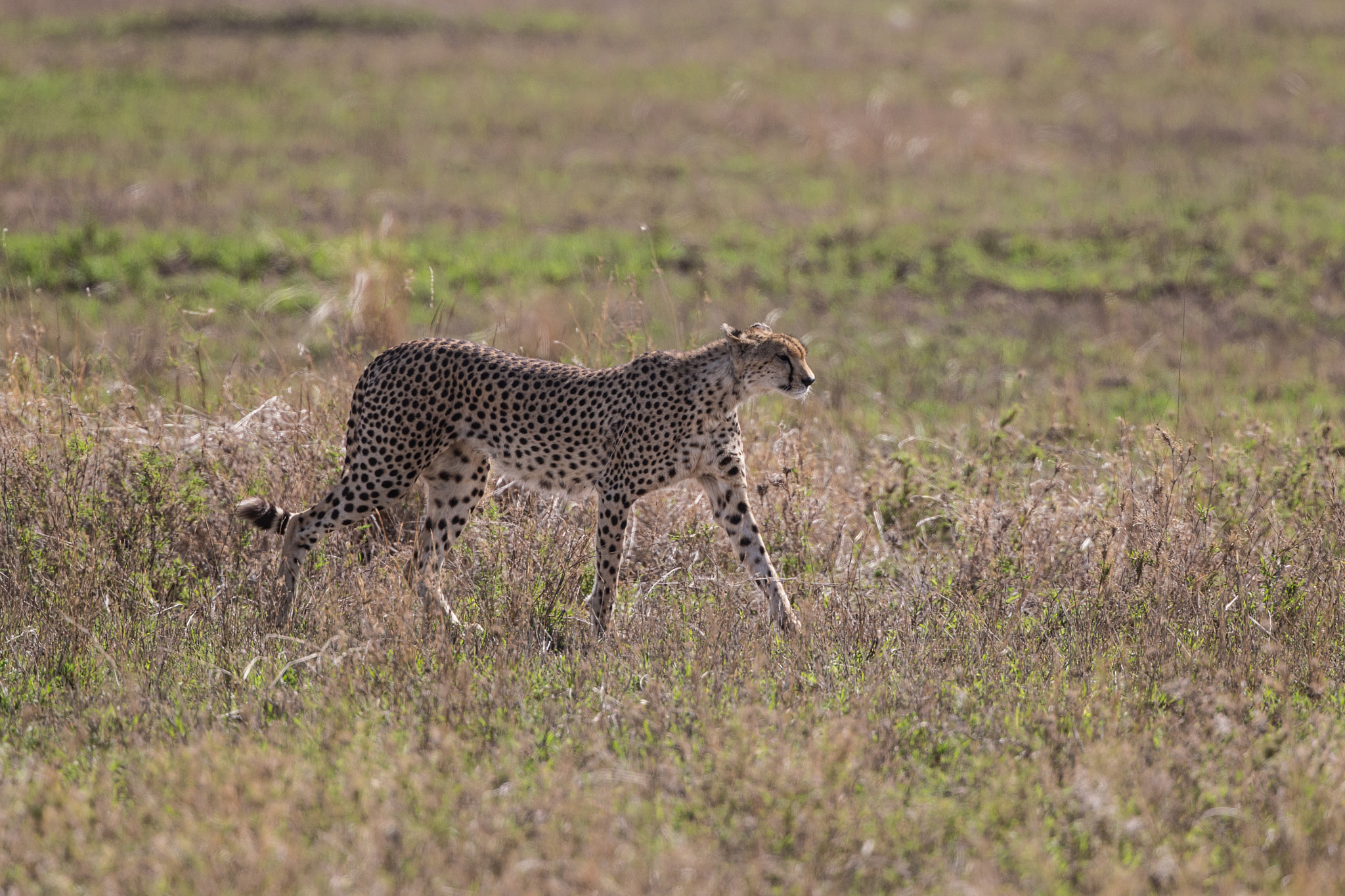 Canon EF 400mm F4 DO IS II USM sample photo. Elegant killer photography