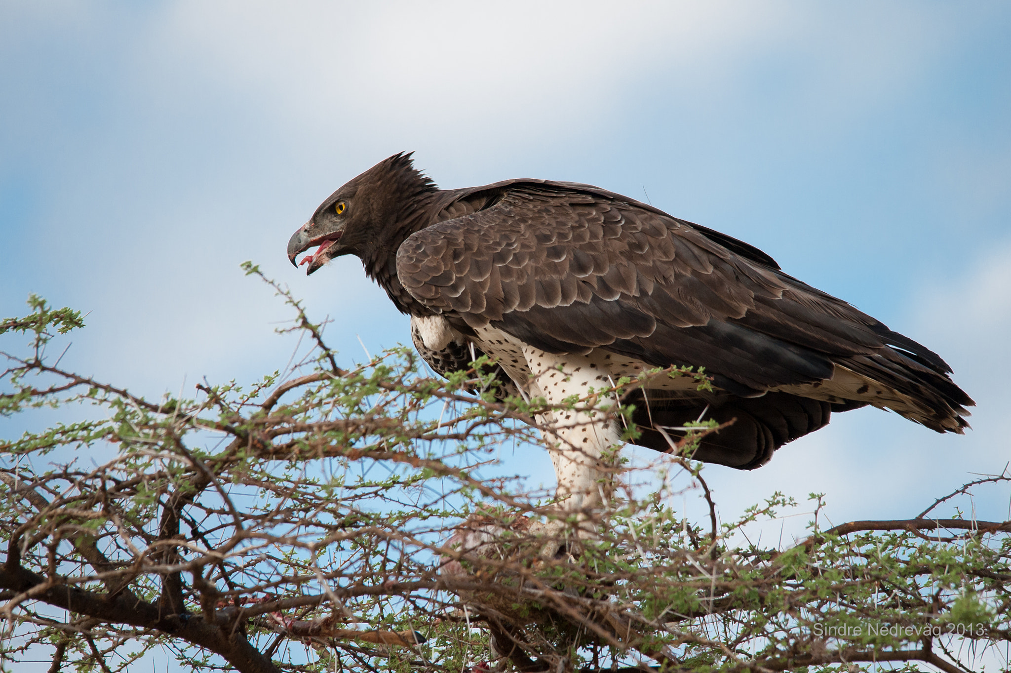 Sigma 150-500mm F5-6.3 DG OS HSM sample photo. Close on the martial eagle photography