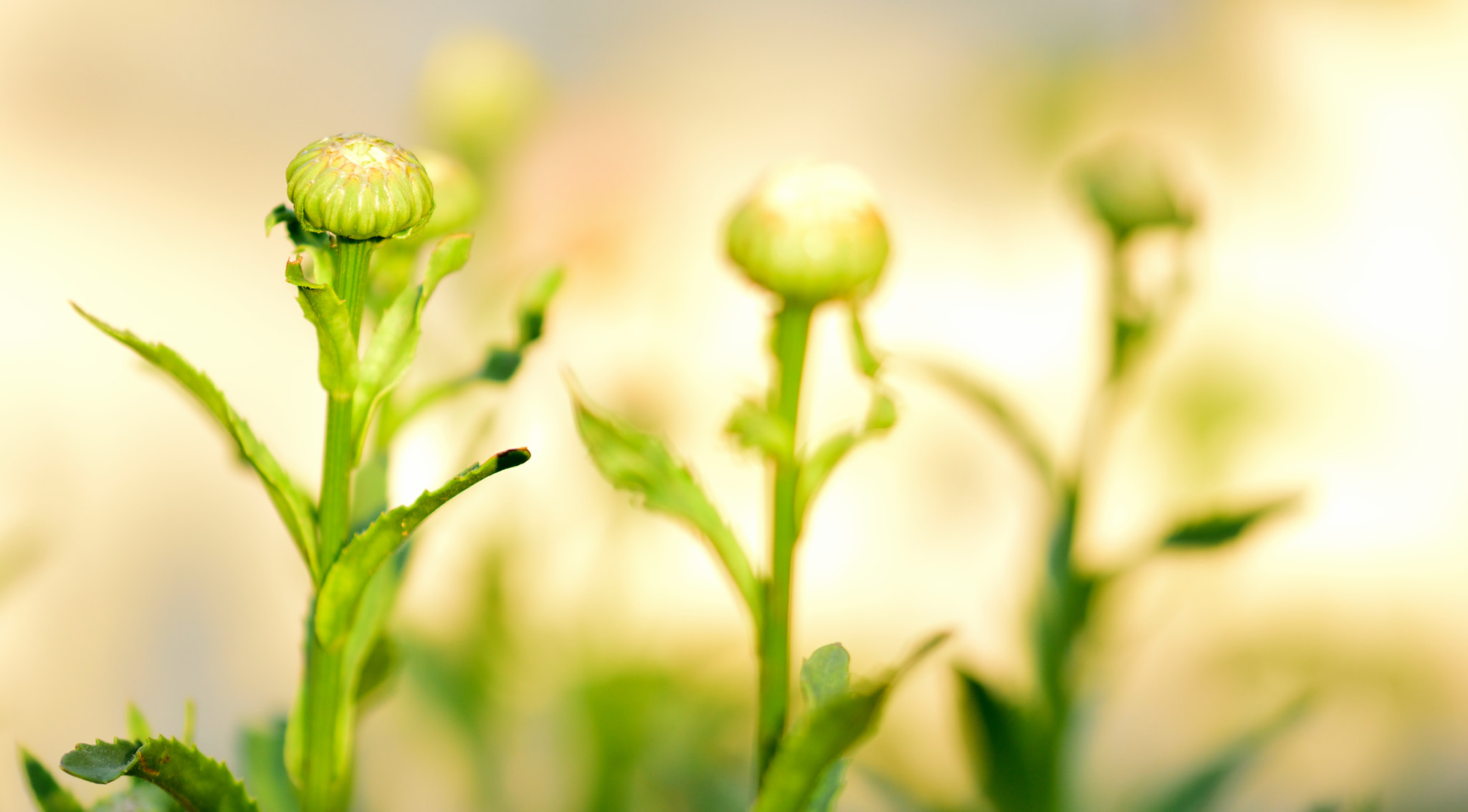 Sigma 105mm F2.8 EX DG OS HSM sample photo