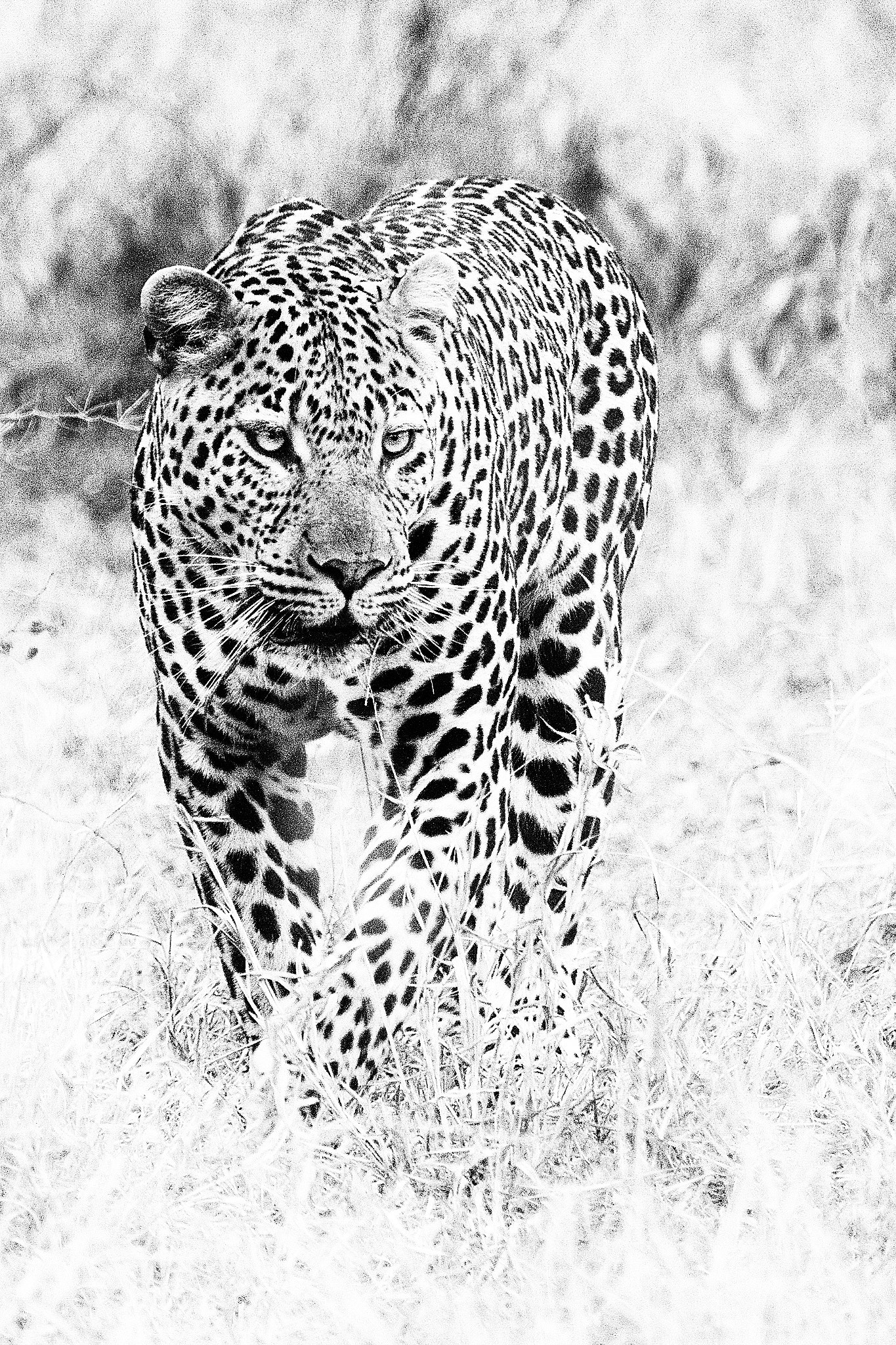 Canon EOS 40D + Canon EF 100-400mm F4.5-5.6L IS USM sample photo. Leopard in black and white photography