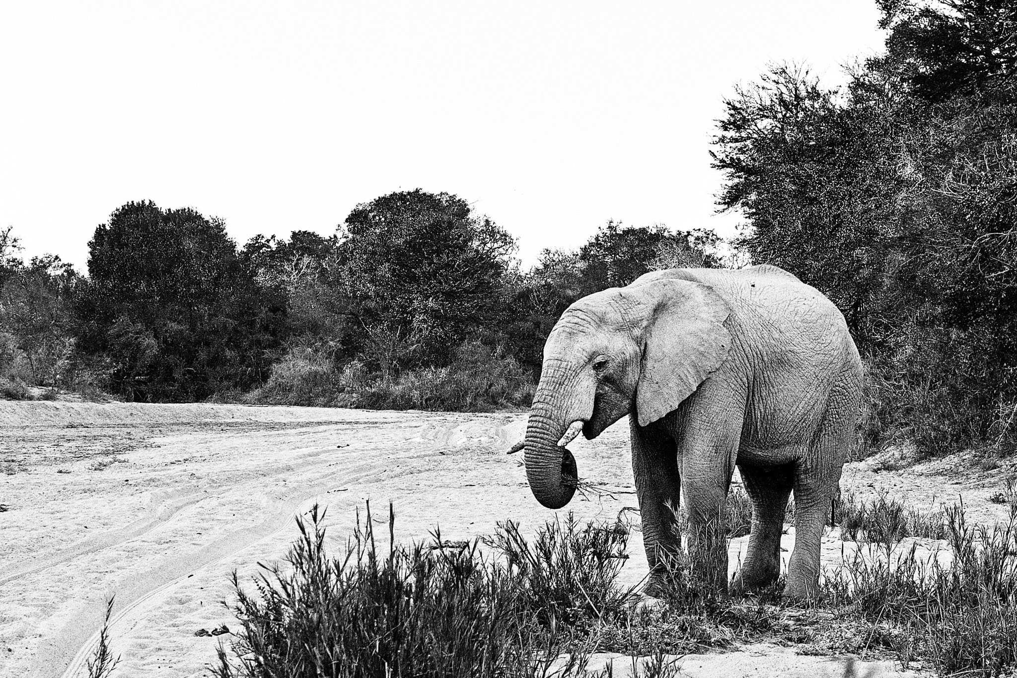 Tamron SP AF 17-50mm F2.8 XR Di II LD Aspherical (IF) sample photo. Elephant in black and white photography
