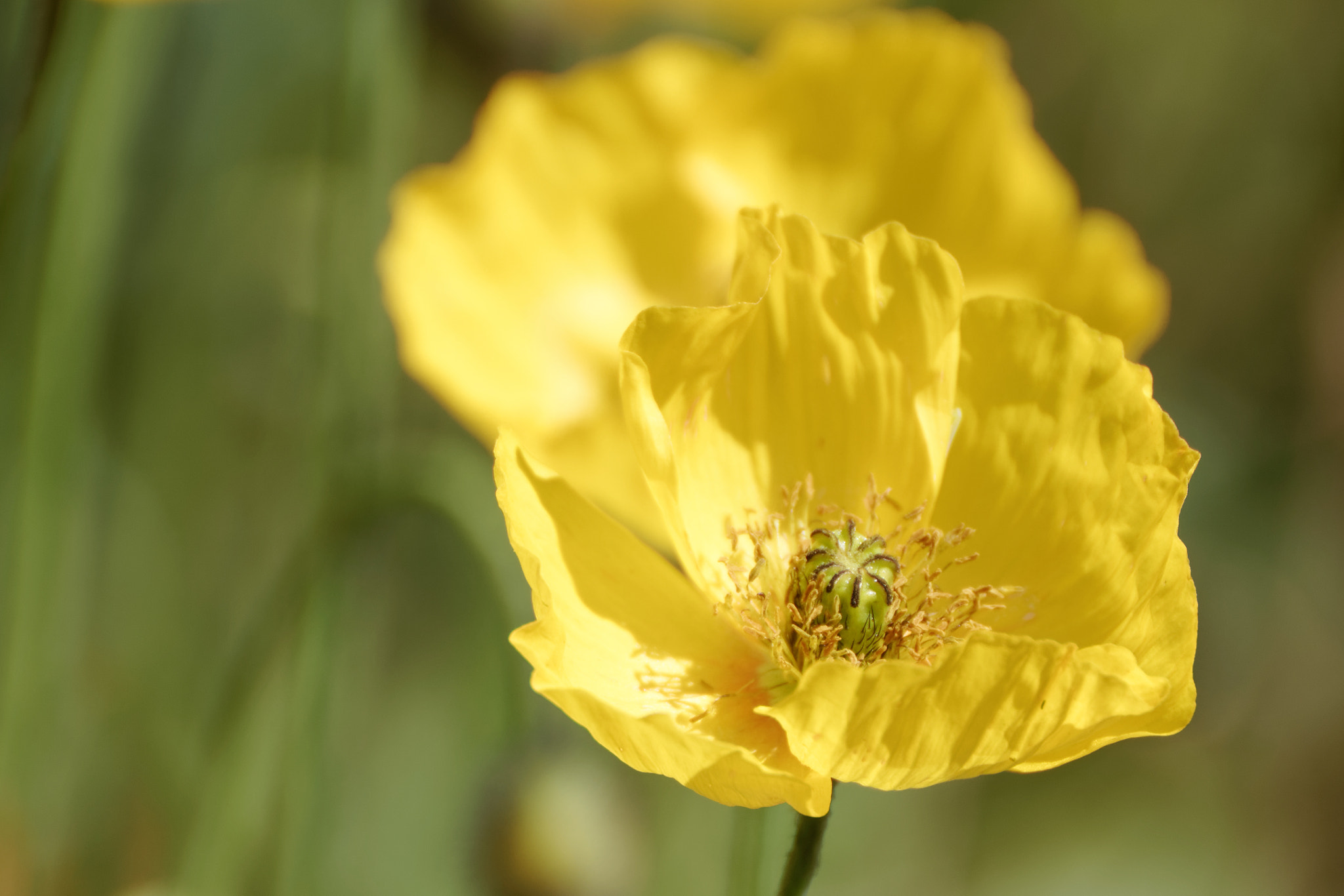Canon EOS 60D sample photo. Welsh poppy photography