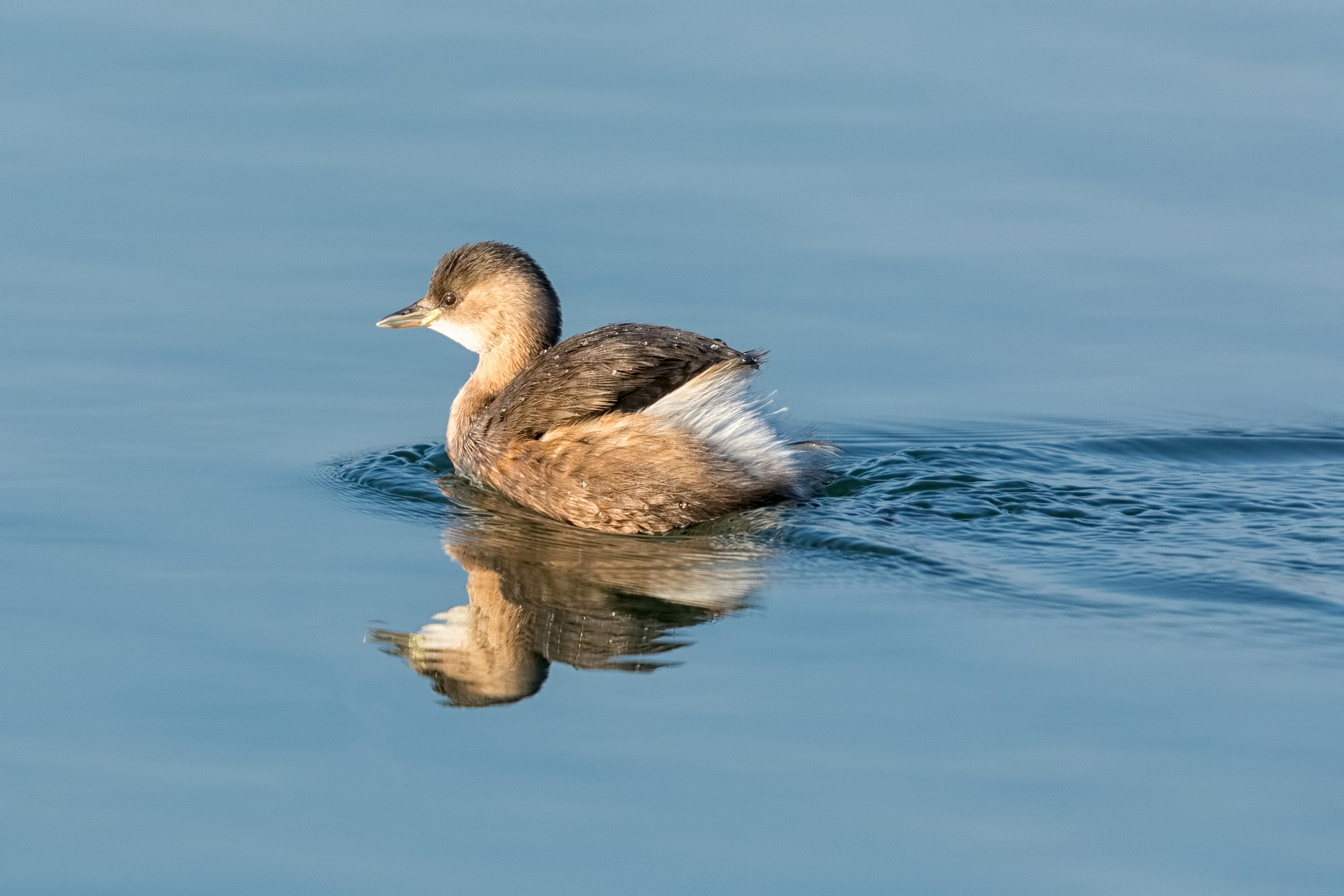 Canon EF 500mm F4L IS II USM sample photo. Swimming along photography