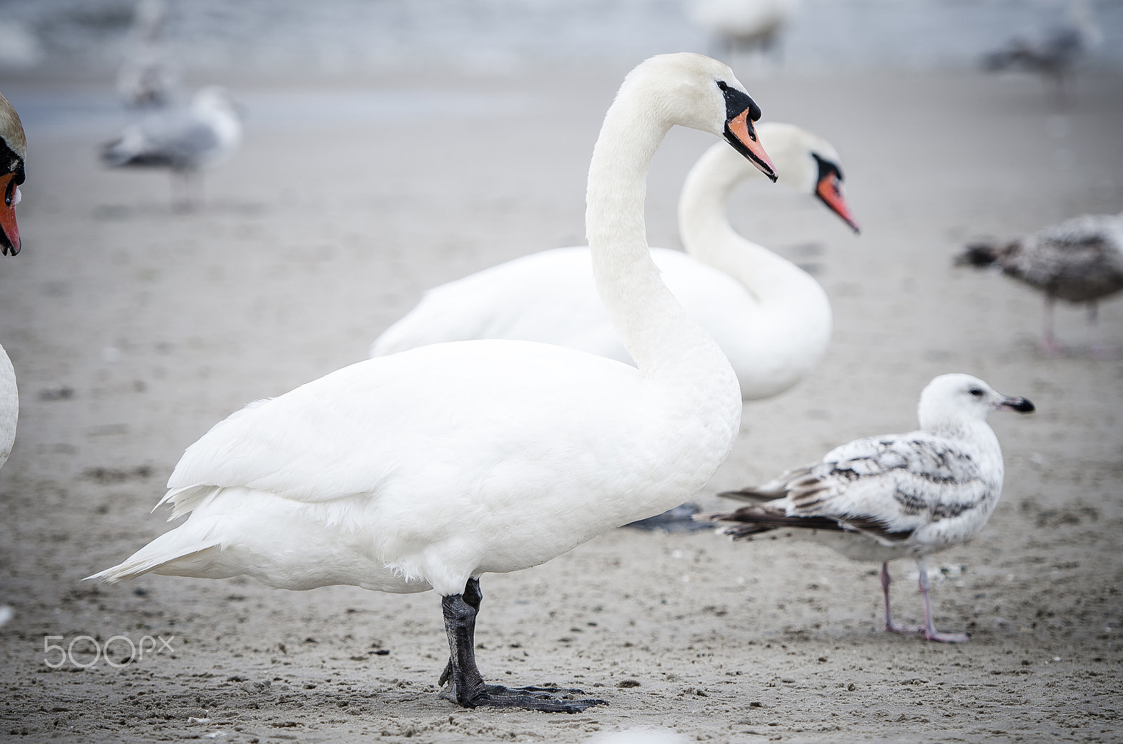 Nikon AF-S Nikkor 70-200mm F2.8G ED VR II sample photo. Swan photography