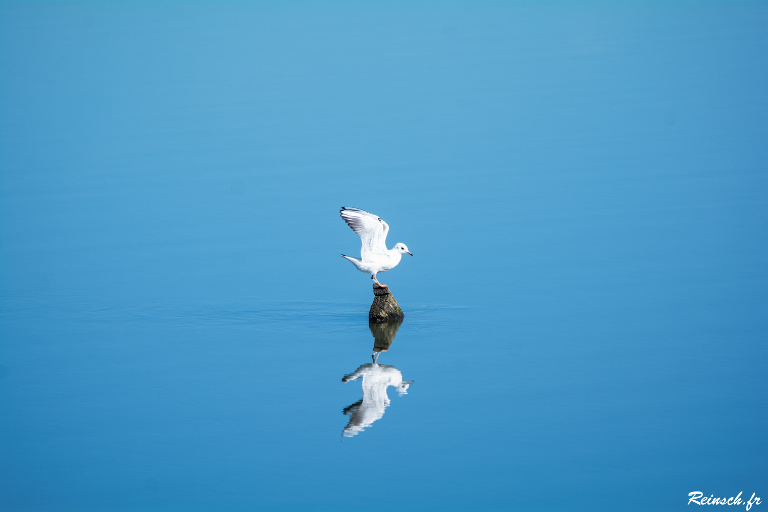 Nikon D7100 sample photo. The seagull reflection photography