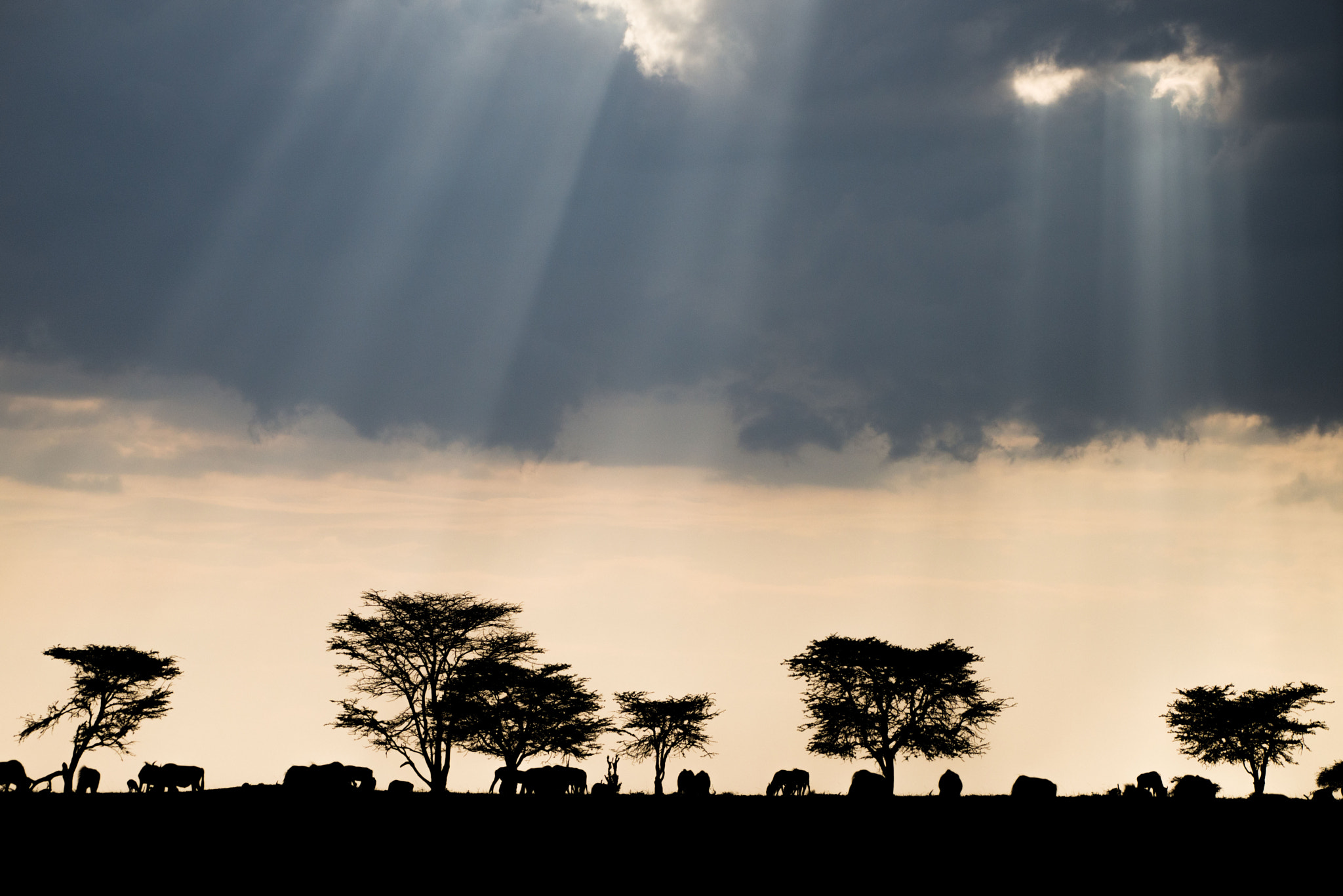 Nikon AF-S Nikkor 200-500mm F5.6E ED VR sample photo. Safari landscape at sunset photography