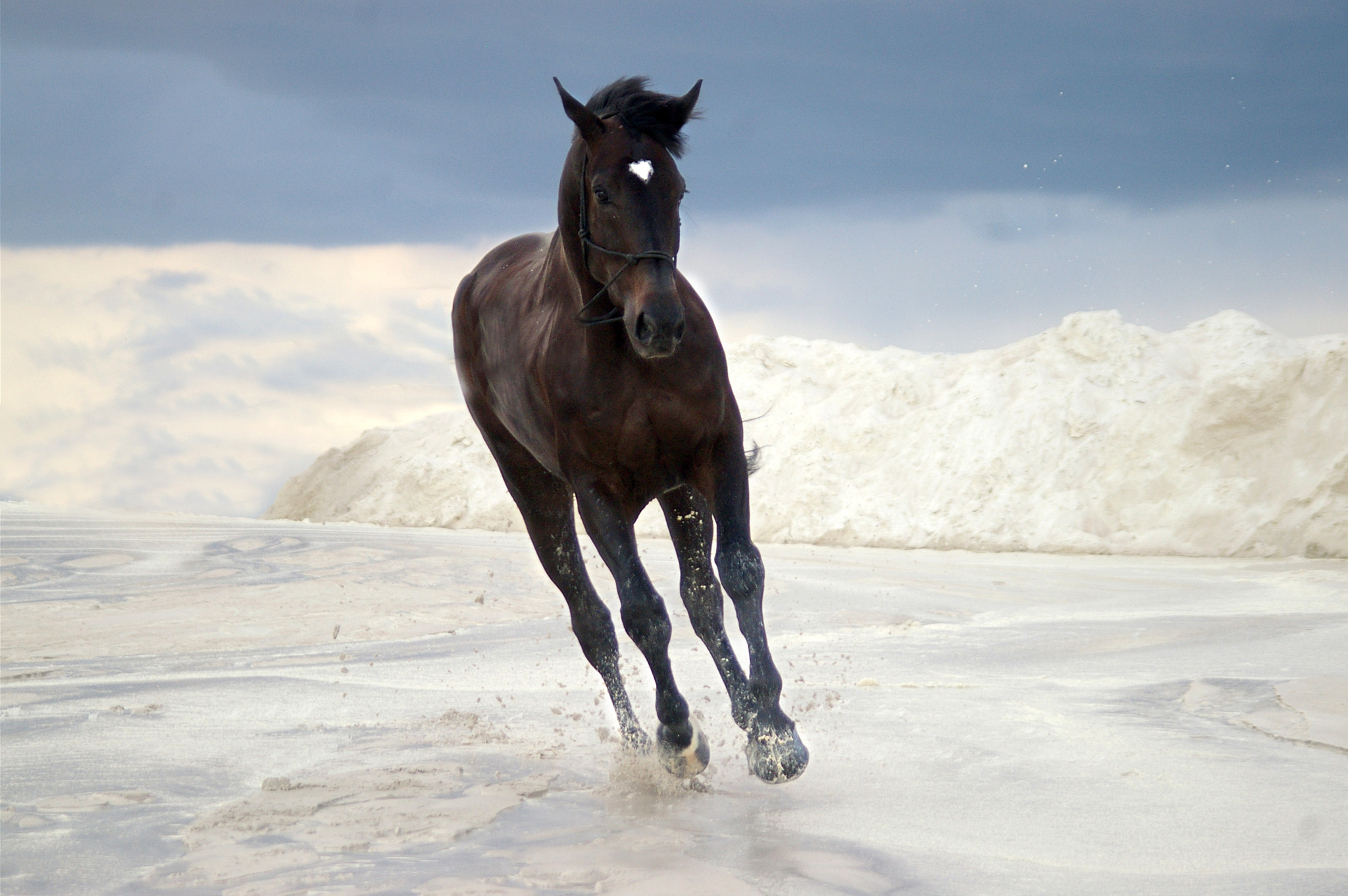 Pentax *ist DL sample photo. Galloping perfection photography