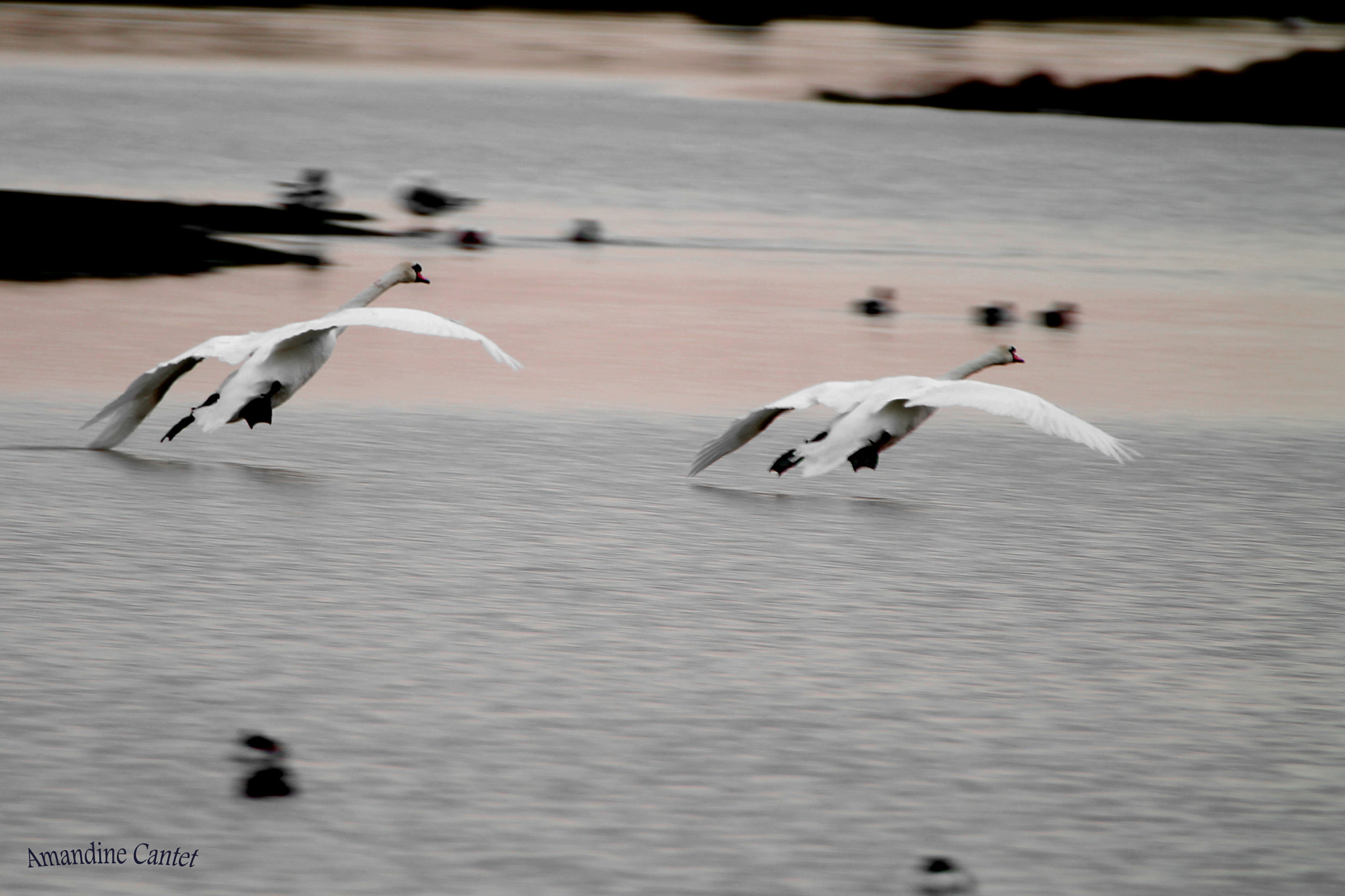 Tamron SP 150-600mm F5-6.3 Di VC USD sample photo. Identical photography
