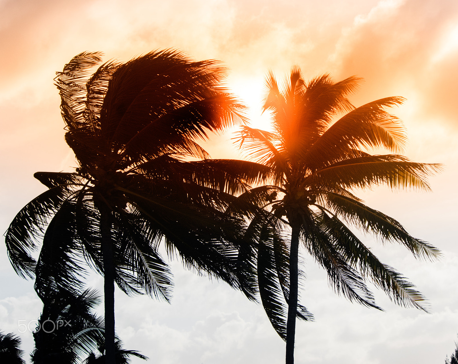 Pentax K-3 II + smc PENTAX-DA L 55-300mm F4-5.8 ED sample photo. Two coco palm trees sunset photography