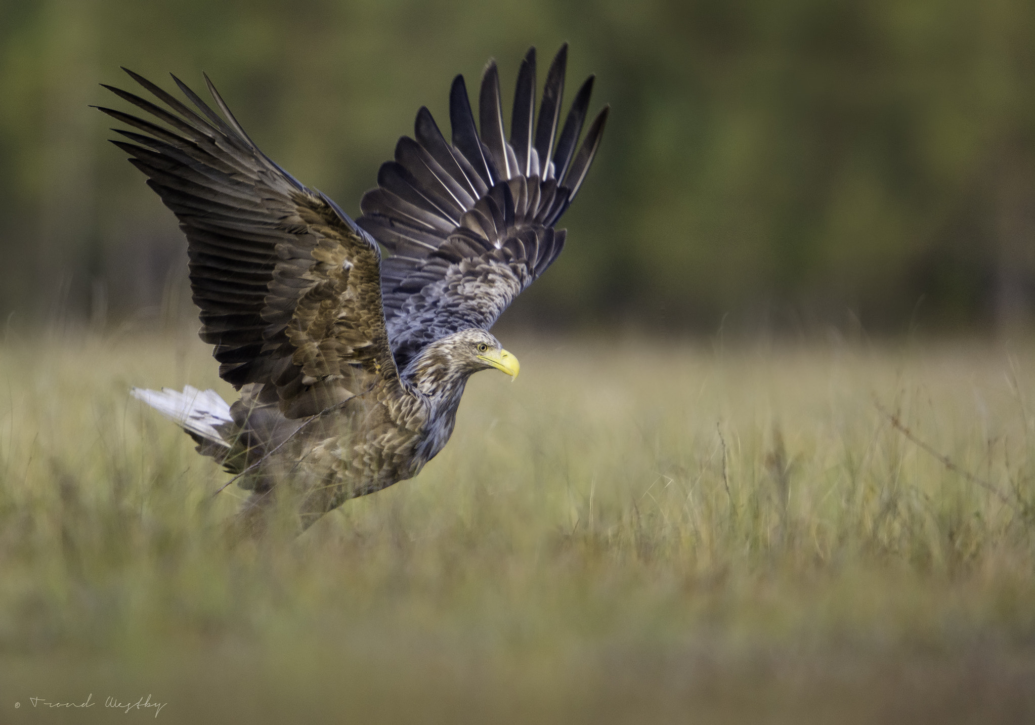 Nikon D7100 sample photo. White-tailed eagle photography