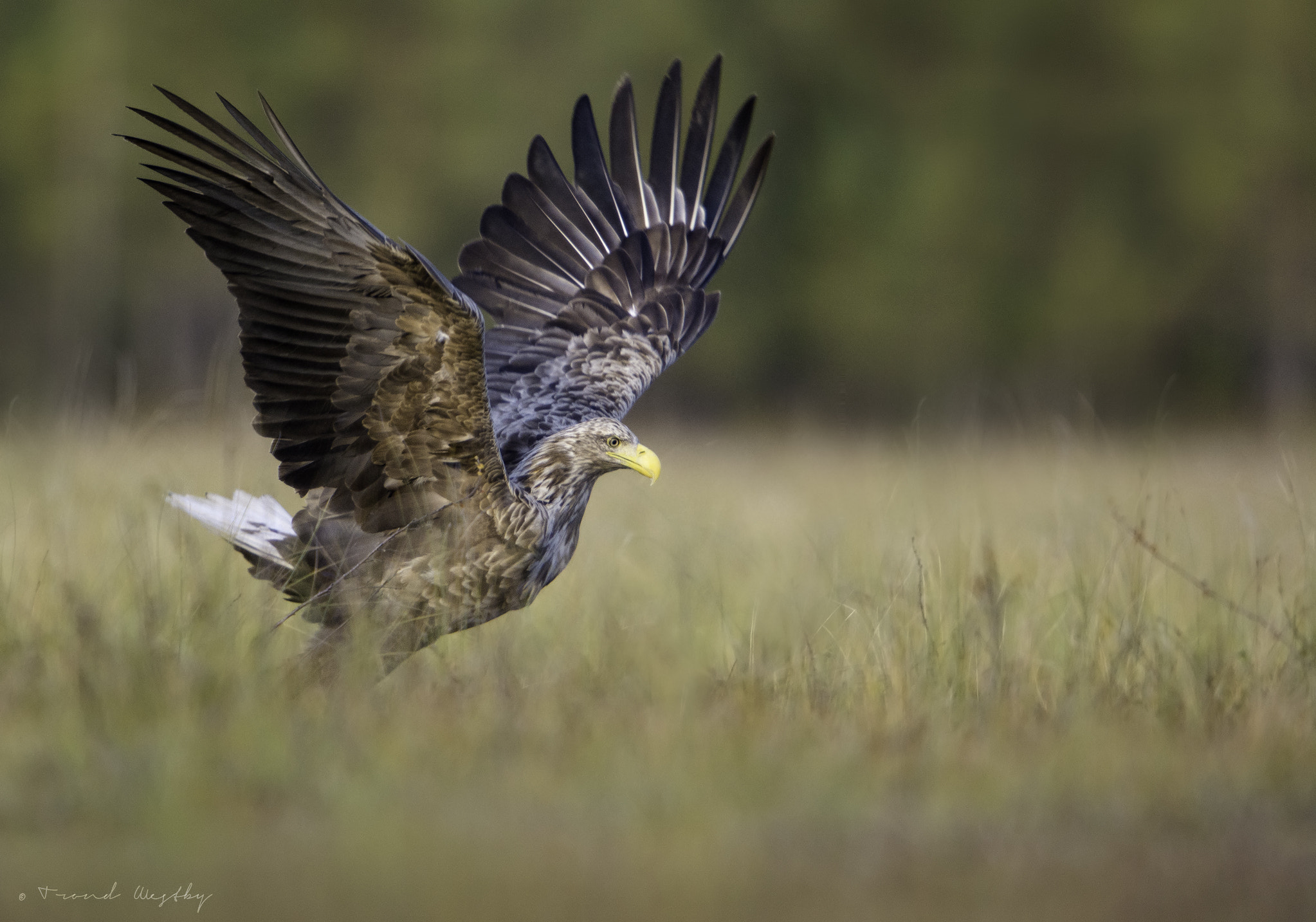 Nikon AF-S Nikkor 600mm F4G ED VR sample photo. White-tailed eagle photography
