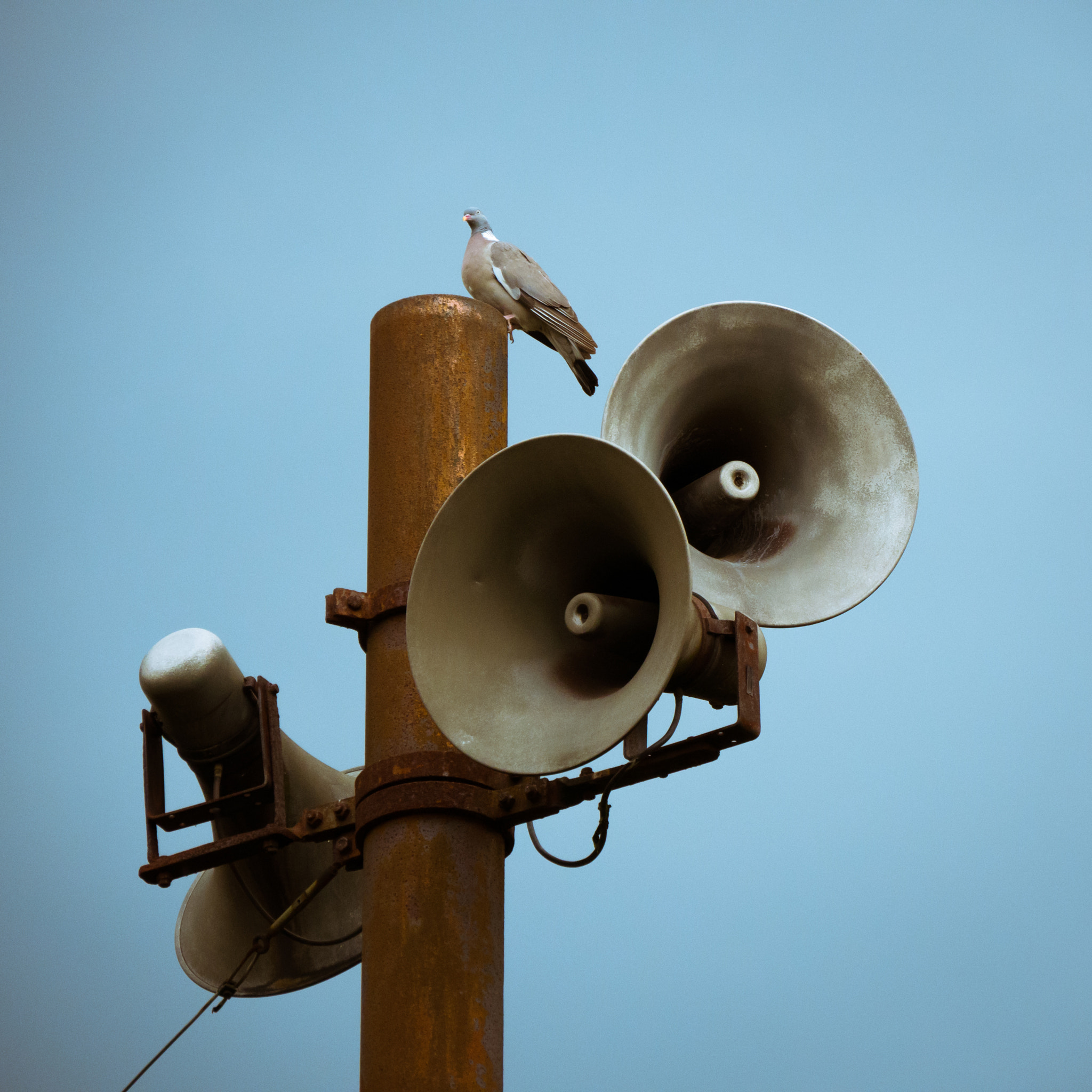 Panasonic DMC-G70 + Panasonic Lumix G Vario 14-140mm F3.5-5.6 ASPH Power O.I.S sample photo. Pigeon on speaker photography