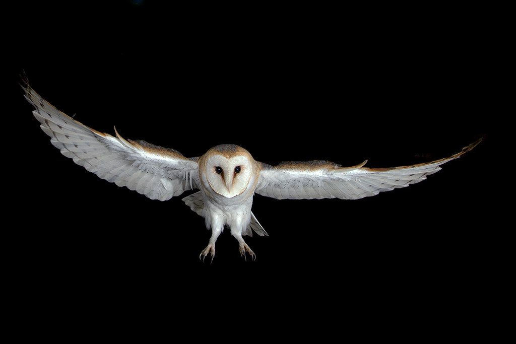 Canon EOS-1D X + Canon EF 17-40mm F4L USM sample photo. Barnowl, female  photography