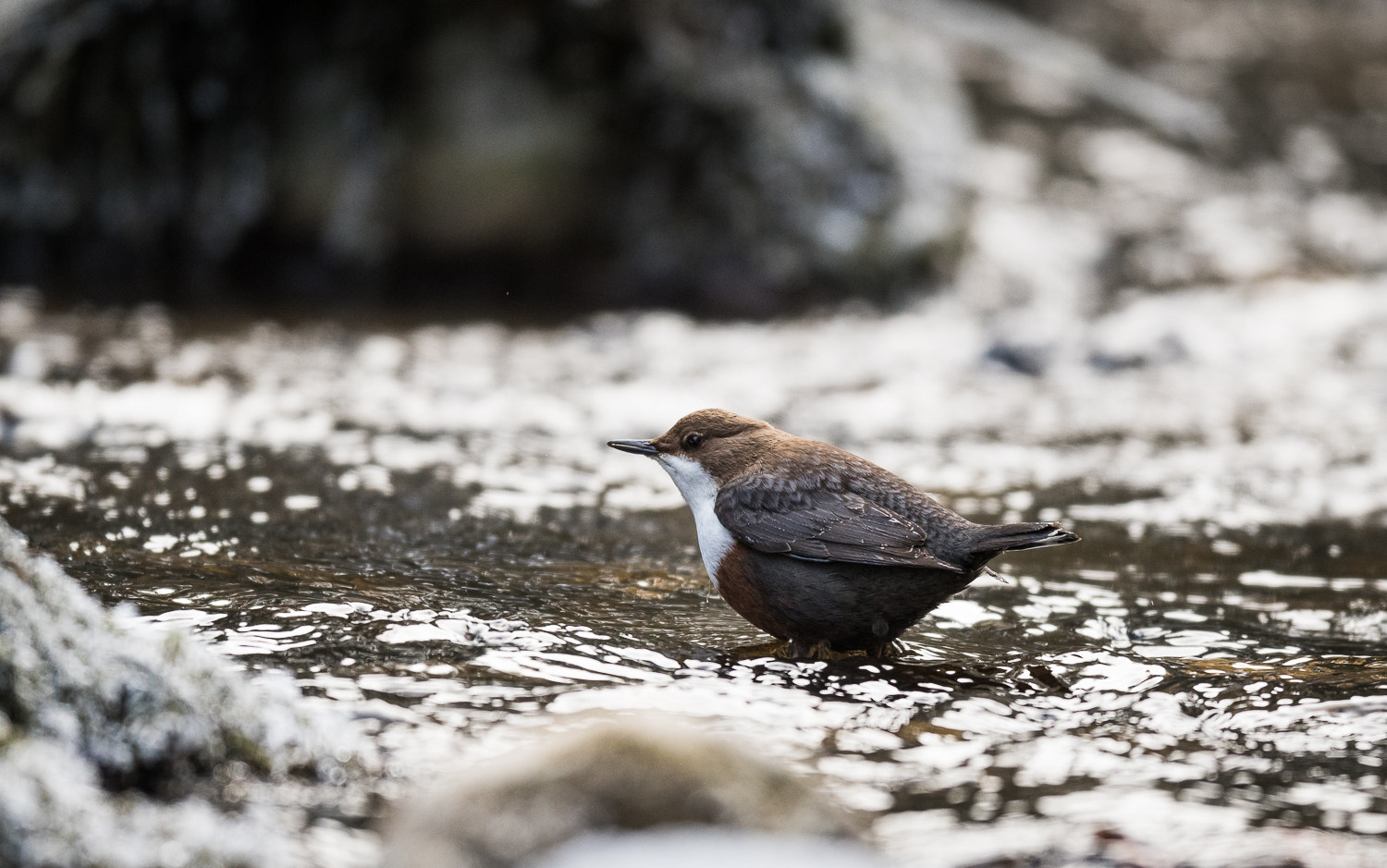 Nikon AF-S Nikkor 500mm F4E FL ED VR sample photo. Bird ambassador photography