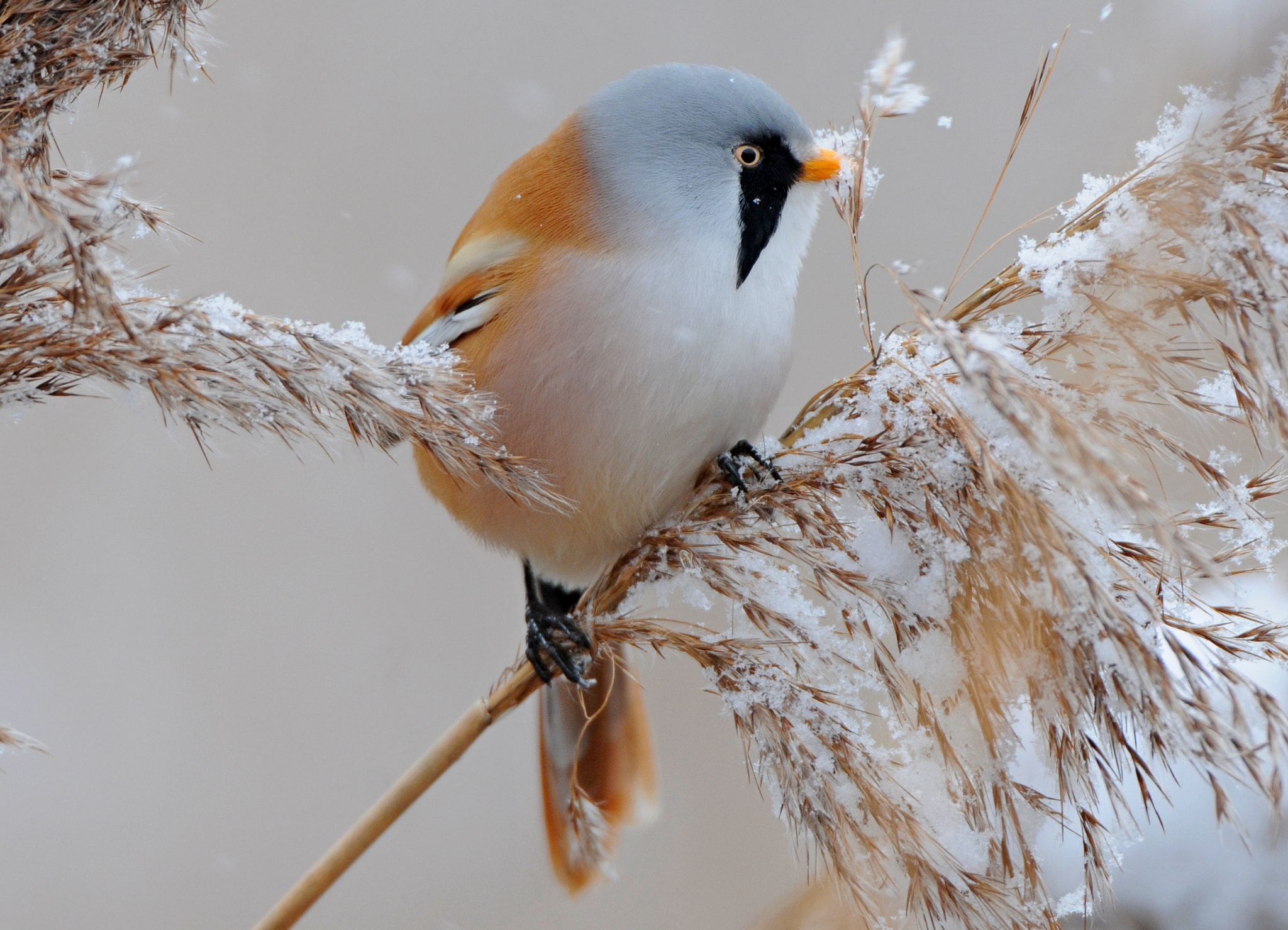 AF-S Nikkor 600mm f/4D IF-ED sample photo. Bearded reedling photography