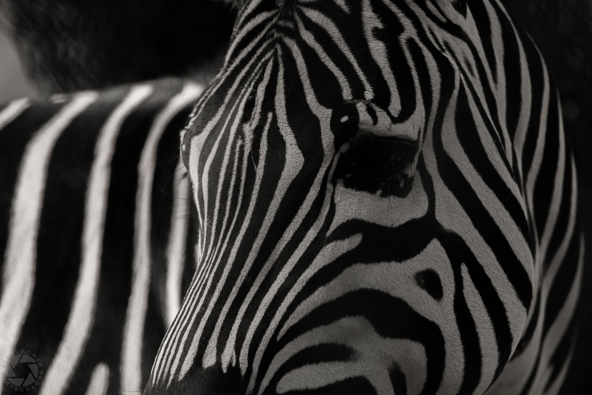 Canon EF 100-400mm F4.5-5.6L IS USM sample photo. Lovley animals in kuwait zoo photography