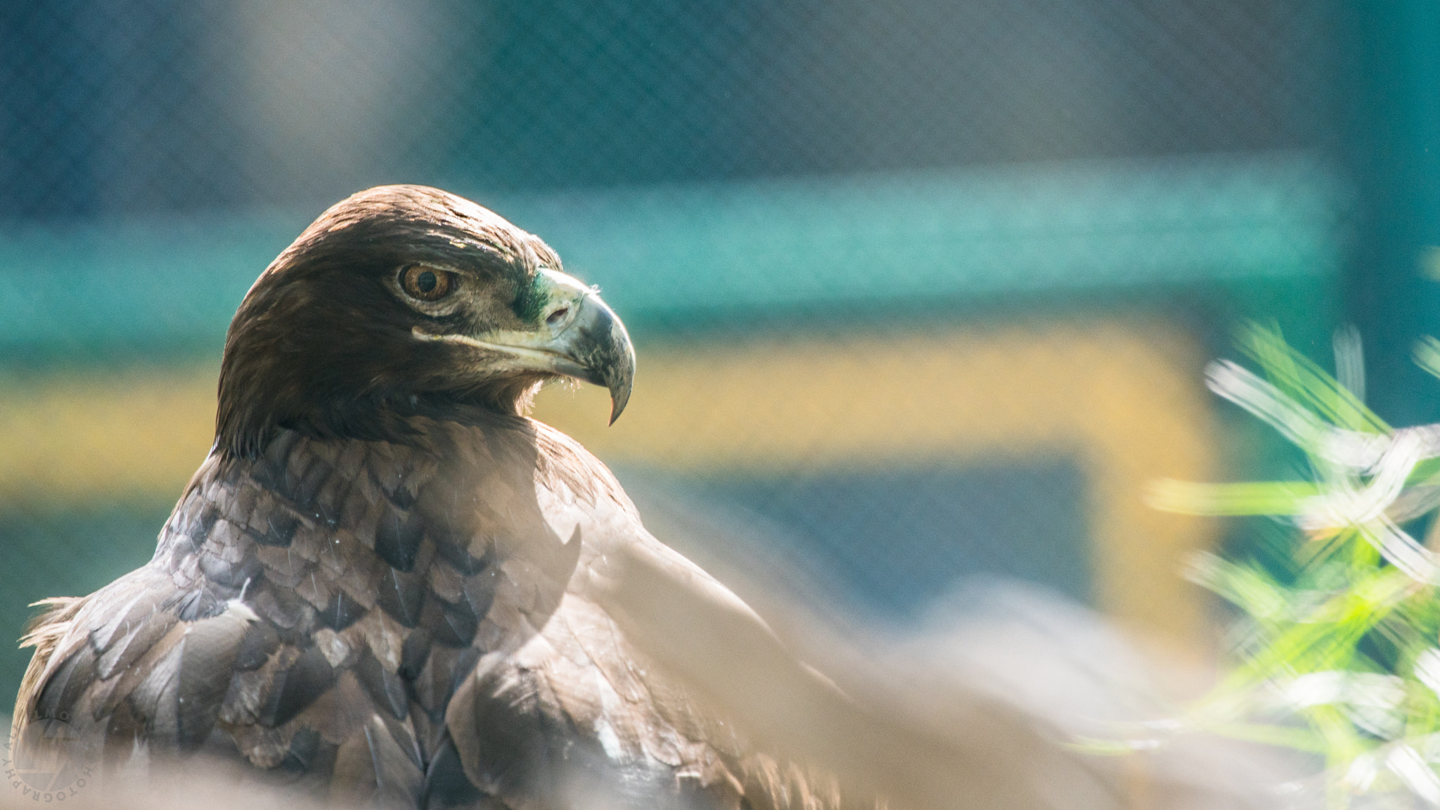 Canon EF 100-400mm F4.5-5.6L IS USM sample photo. Lovley animals in kuwait zoo photography