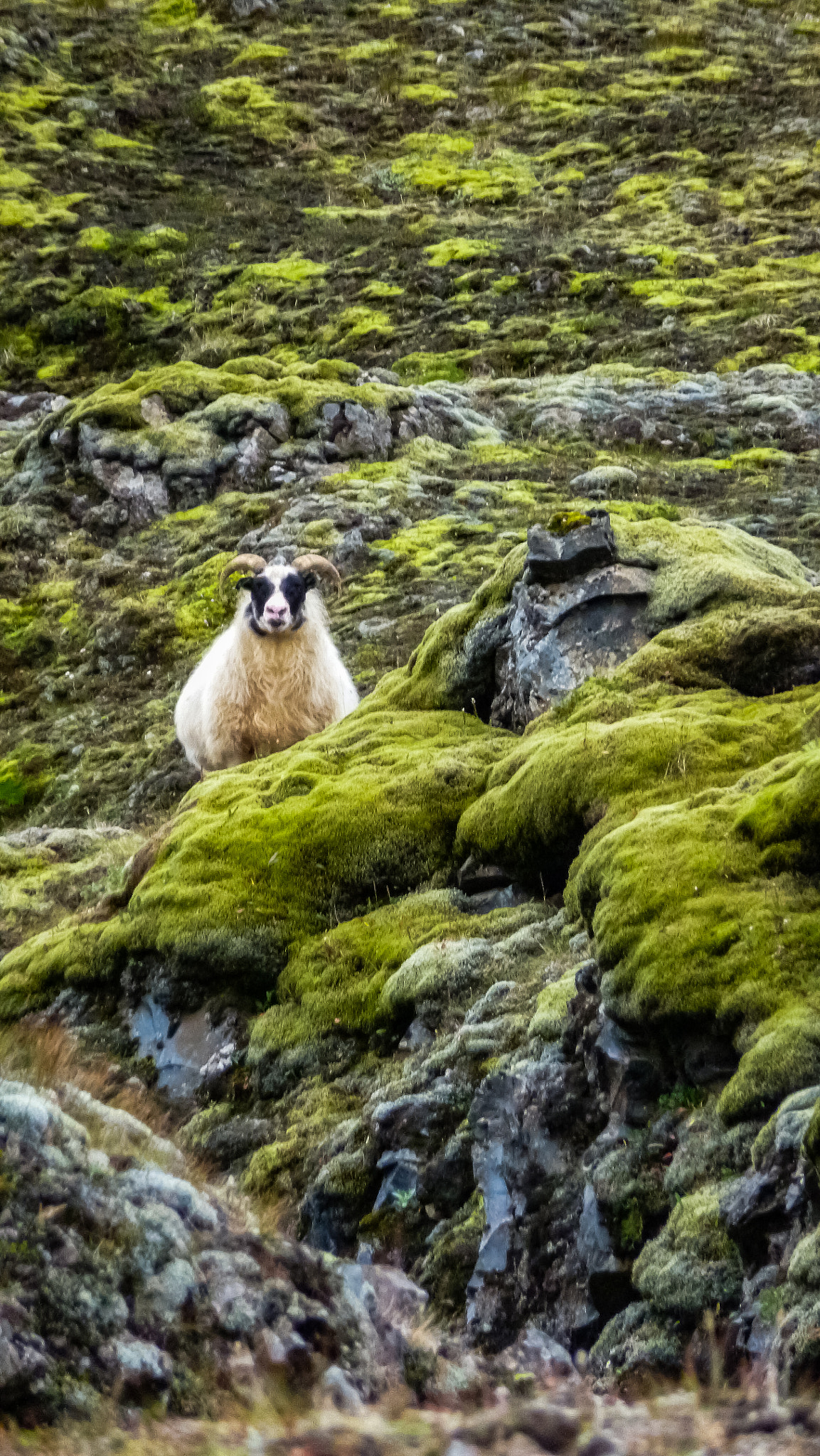 Panasonic Lumix DMC-ZS8 (Lumix DMC-TZ18) sample photo. King sheep photography