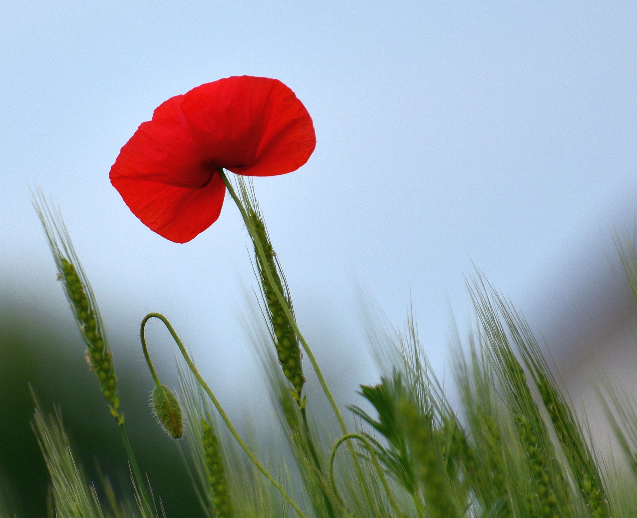 Nikon D3300 + Nikon AF-S Nikkor 70-300mm F4.5-5.6G VR sample photo. Red poppy photography