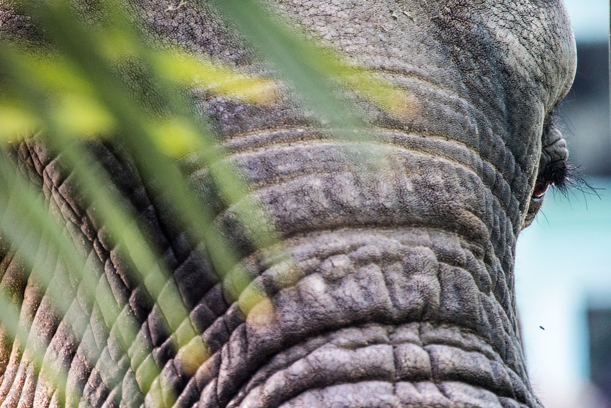 Canon EF 100-400mm F4.5-5.6L IS USM sample photo. Lovley animals in kuwait zoo photography