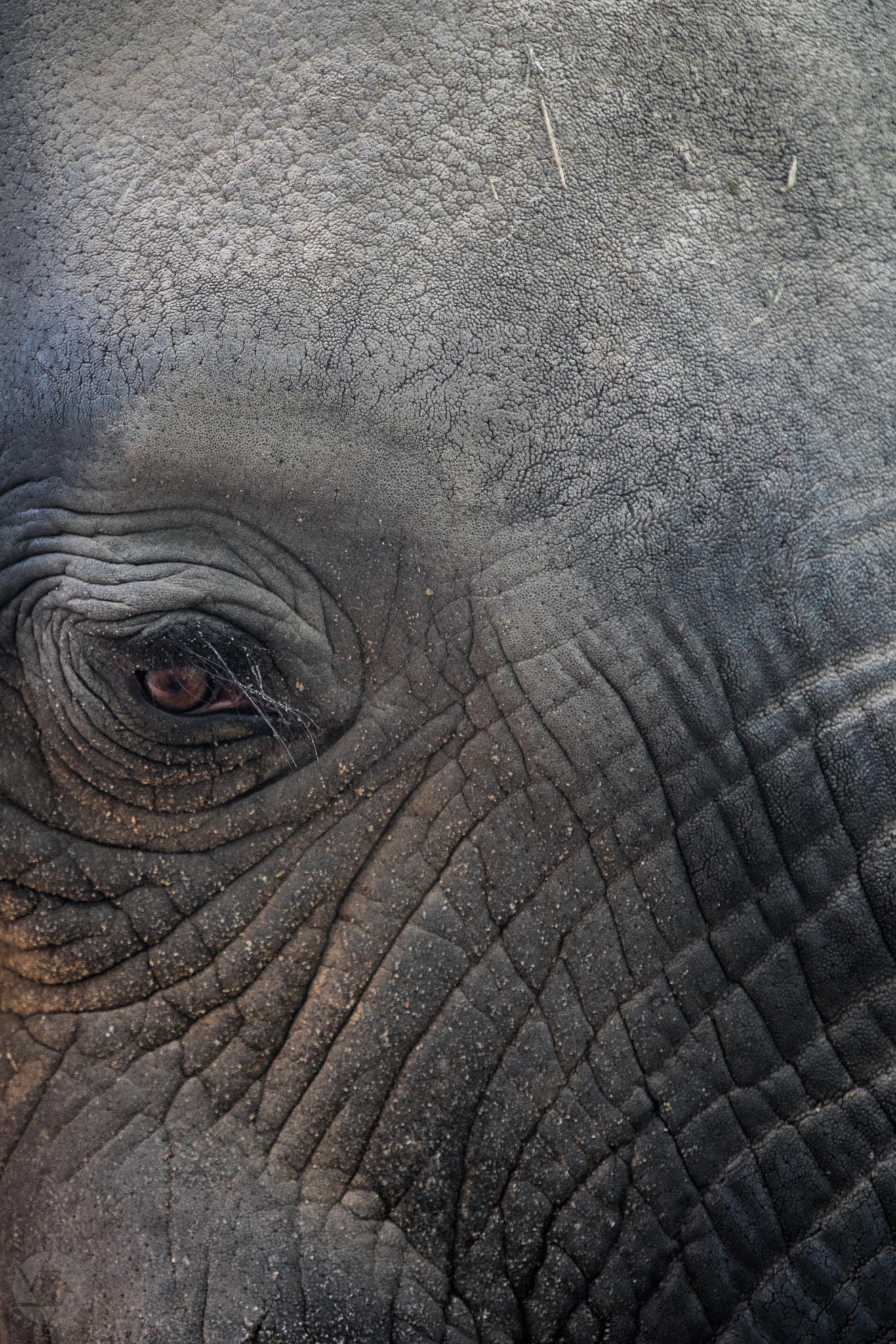 Canon EF 100-400mm F4.5-5.6L IS USM sample photo. Lovley animals in kuwait zoo photography