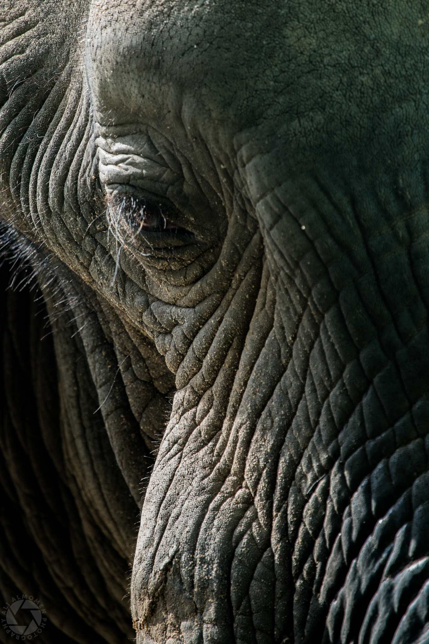 Canon EF 100-400mm F4.5-5.6L IS USM sample photo. Lovley animals in kuwait zoo photography