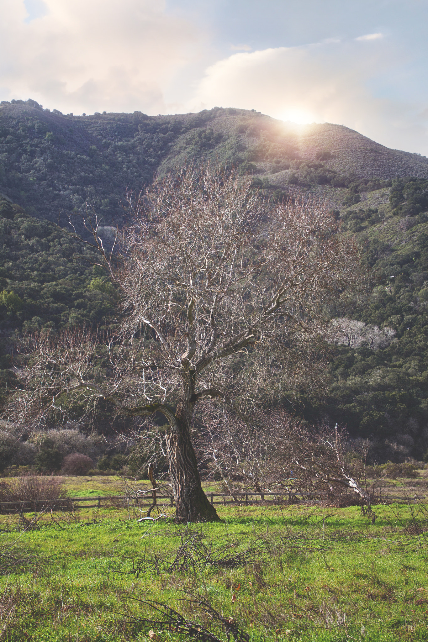 Canon EOS 650D (EOS Rebel T4i / EOS Kiss X6i) sample photo. Lone tree photography
