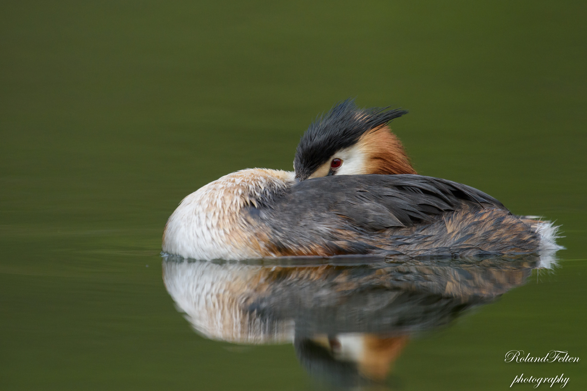 Nikon D810 + Nikon AF-S Nikkor 600mm F4G ED VR sample photo. Sleepy photography