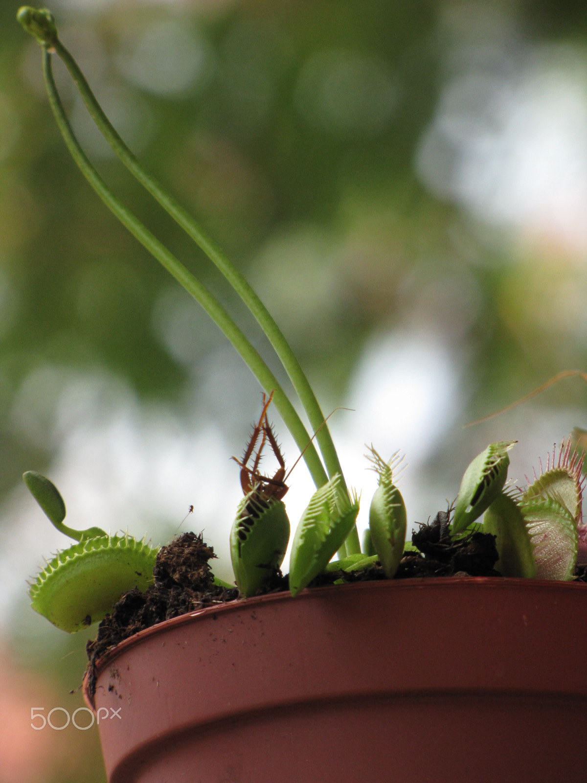 Canon PowerShot SX1 IS sample photo. Lunch time - dionaea photography