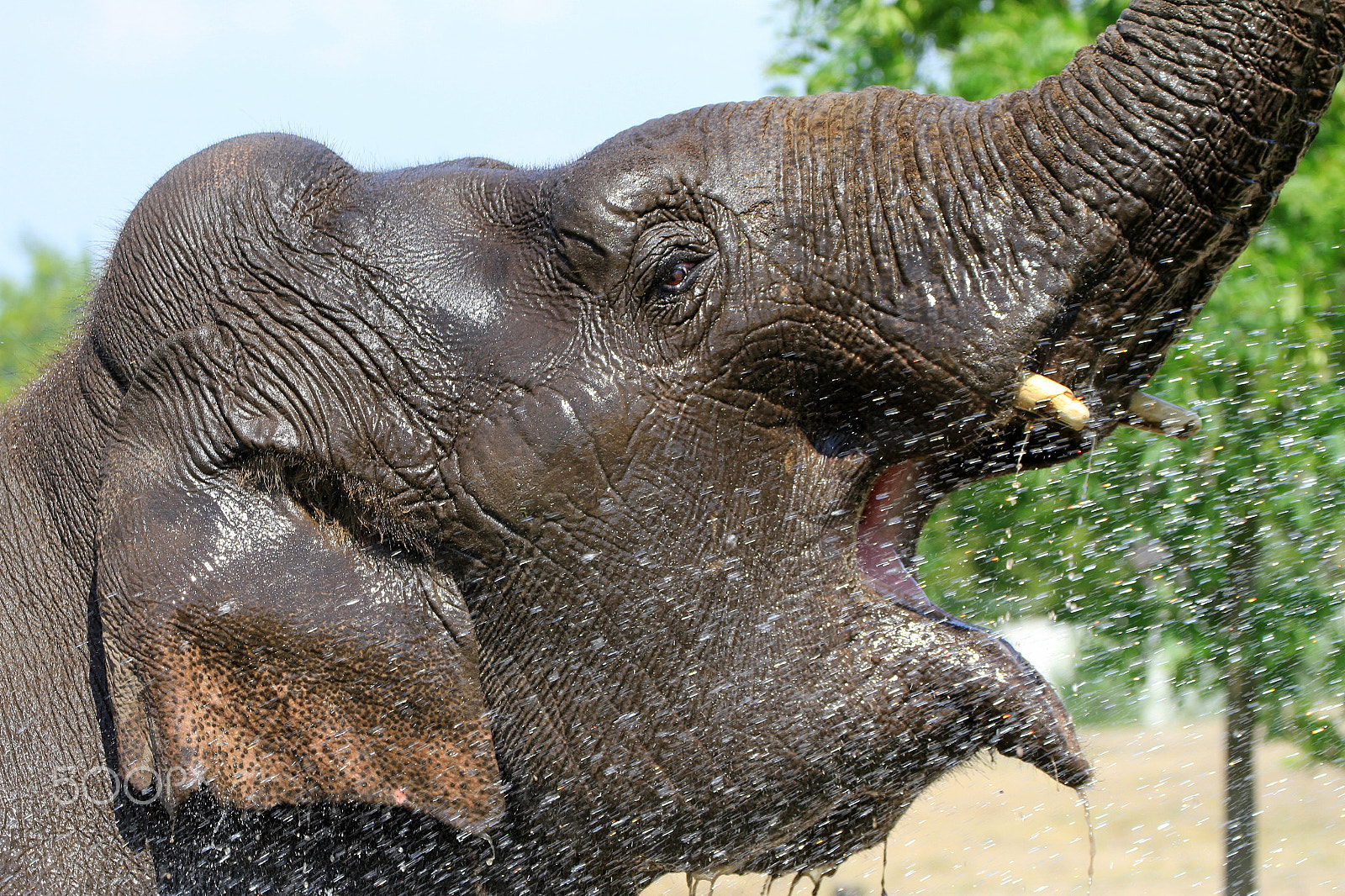 Canon EF 70-300mm F4-5.6L IS USM sample photo. Elephant than myan photography