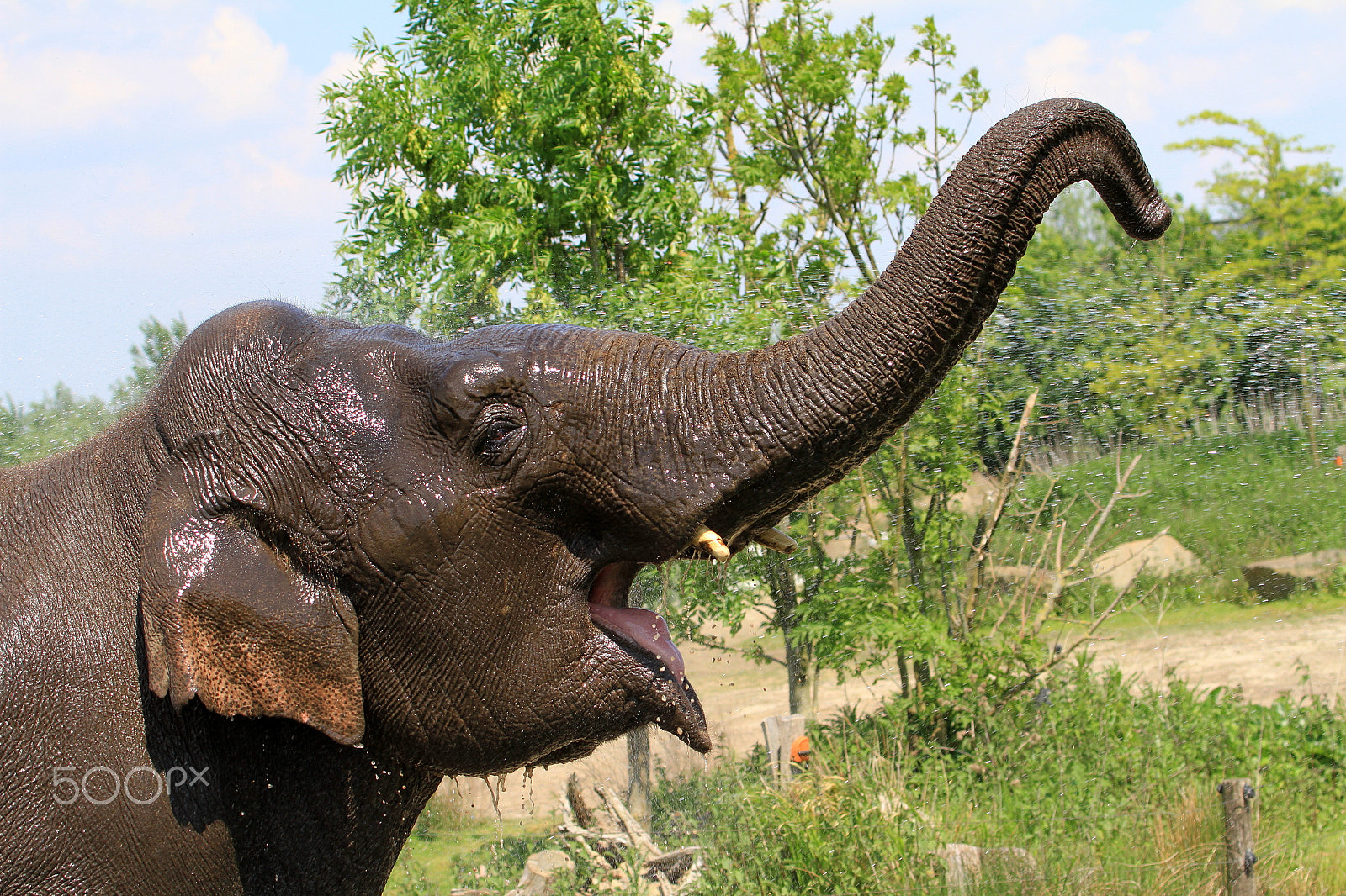 Canon EF 70-300mm F4-5.6L IS USM sample photo. Elephant than myan photography