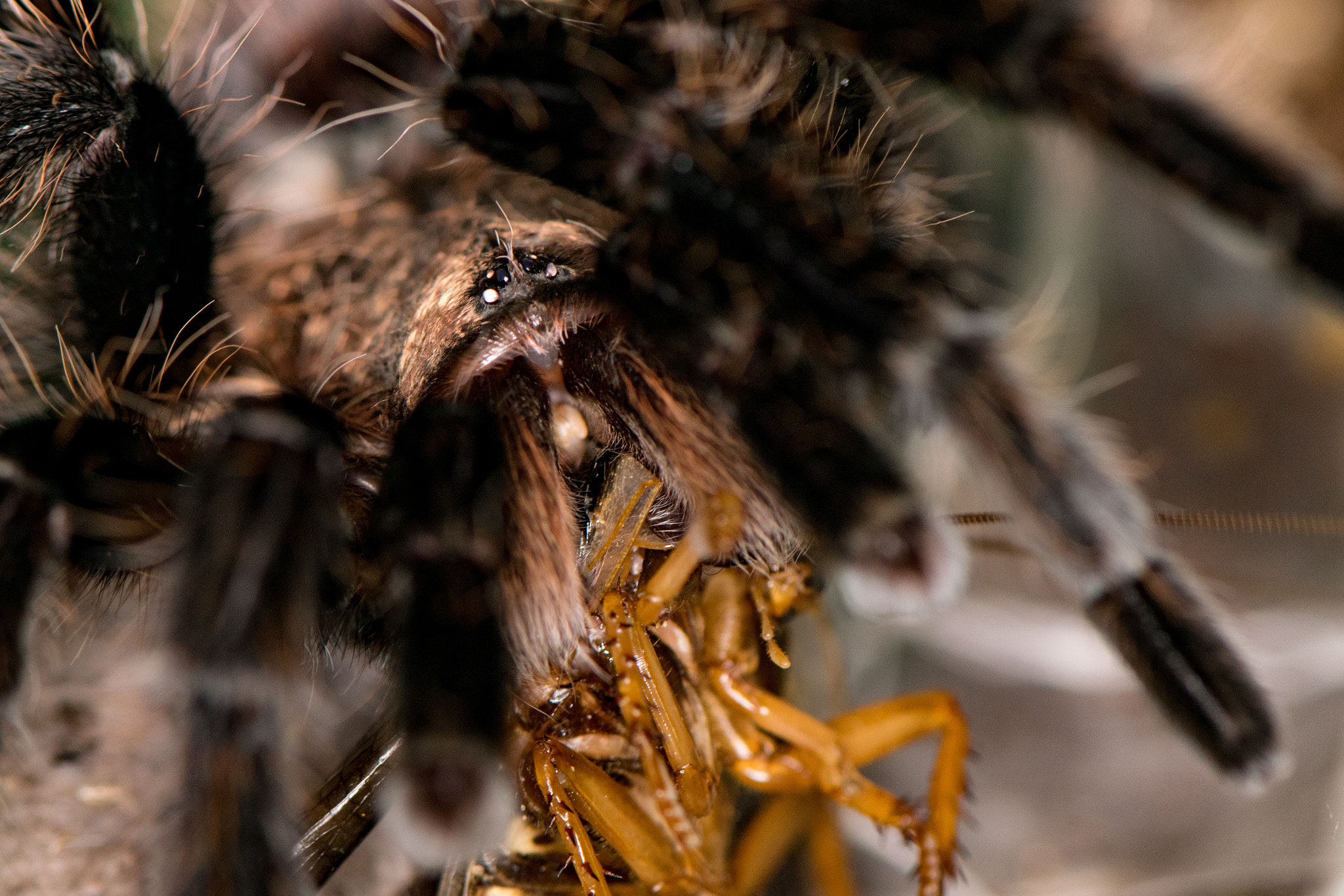 Nikon AF-S Micro-Nikkor 105mm F2.8G IF-ED VR sample photo. Curly hair photography