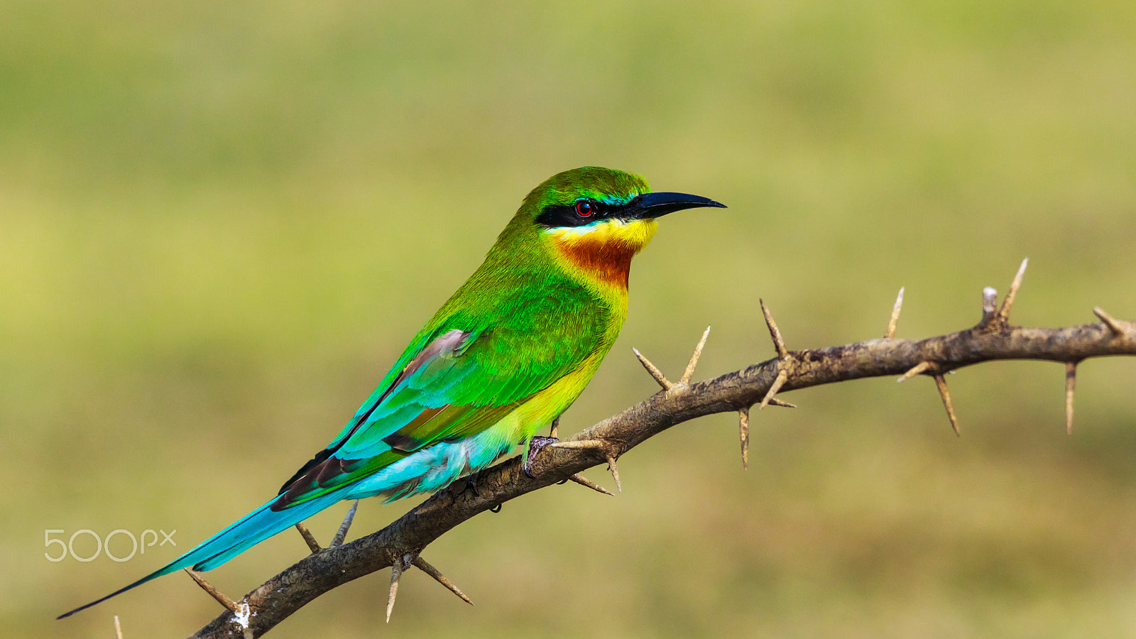 Sigma 150-600mm F5-6.3 DG OS HSM | C sample photo. "admirable" photography