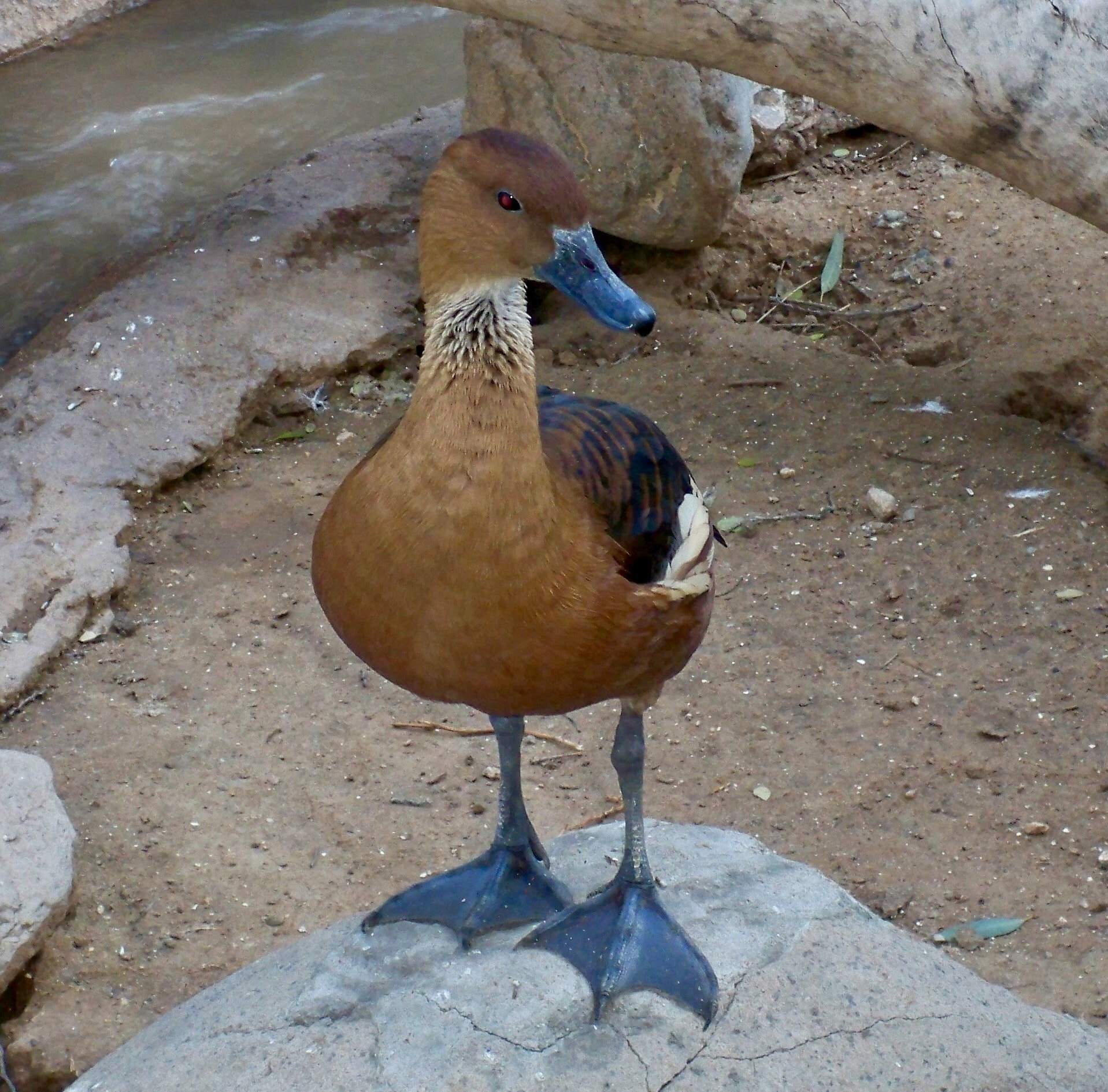 Kodak EasyShare M1033 sample photo. Duck photography