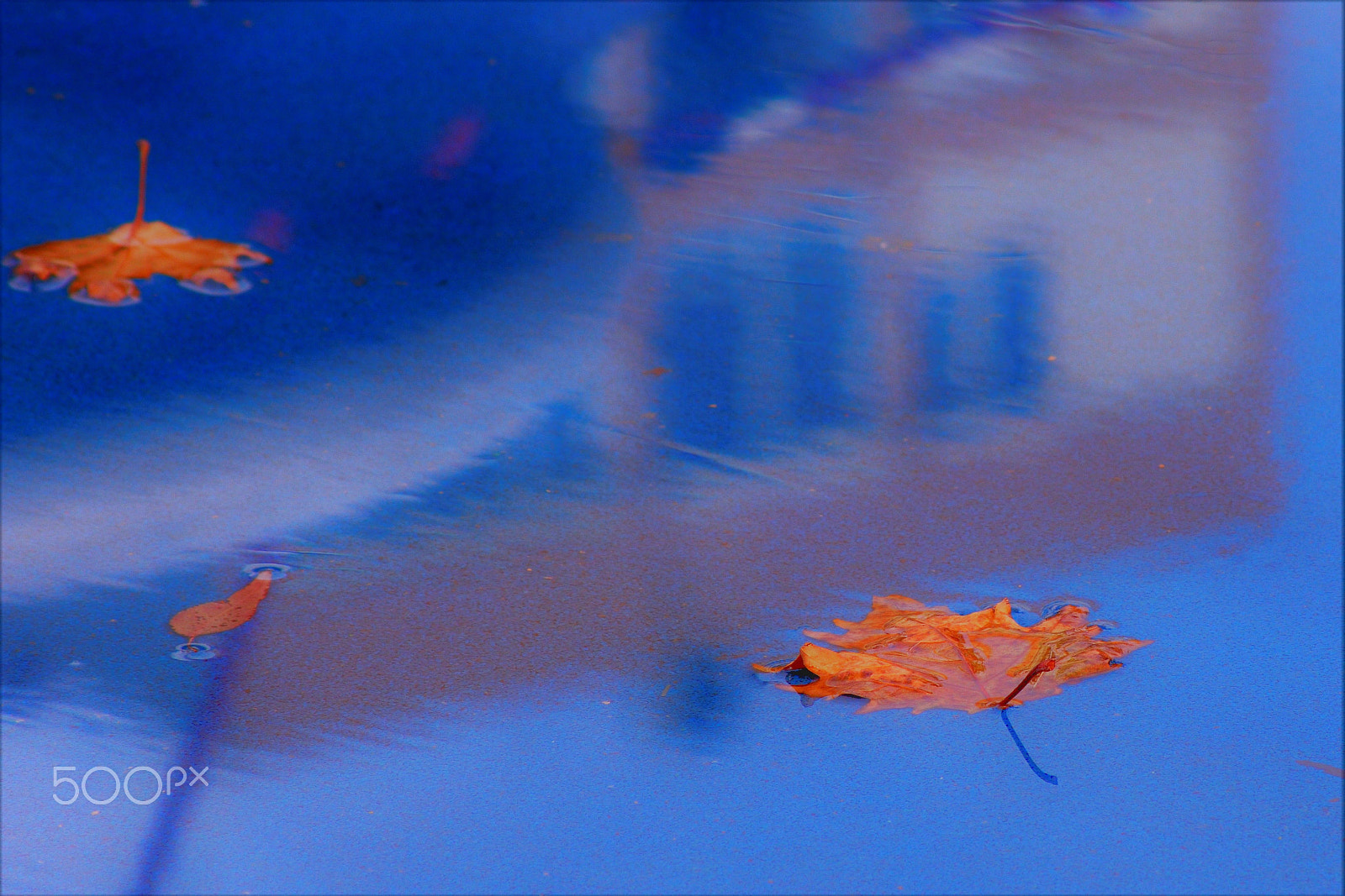 Sigma 70-300mm F4-5.6 APO DG Macro sample photo. Leaves photography