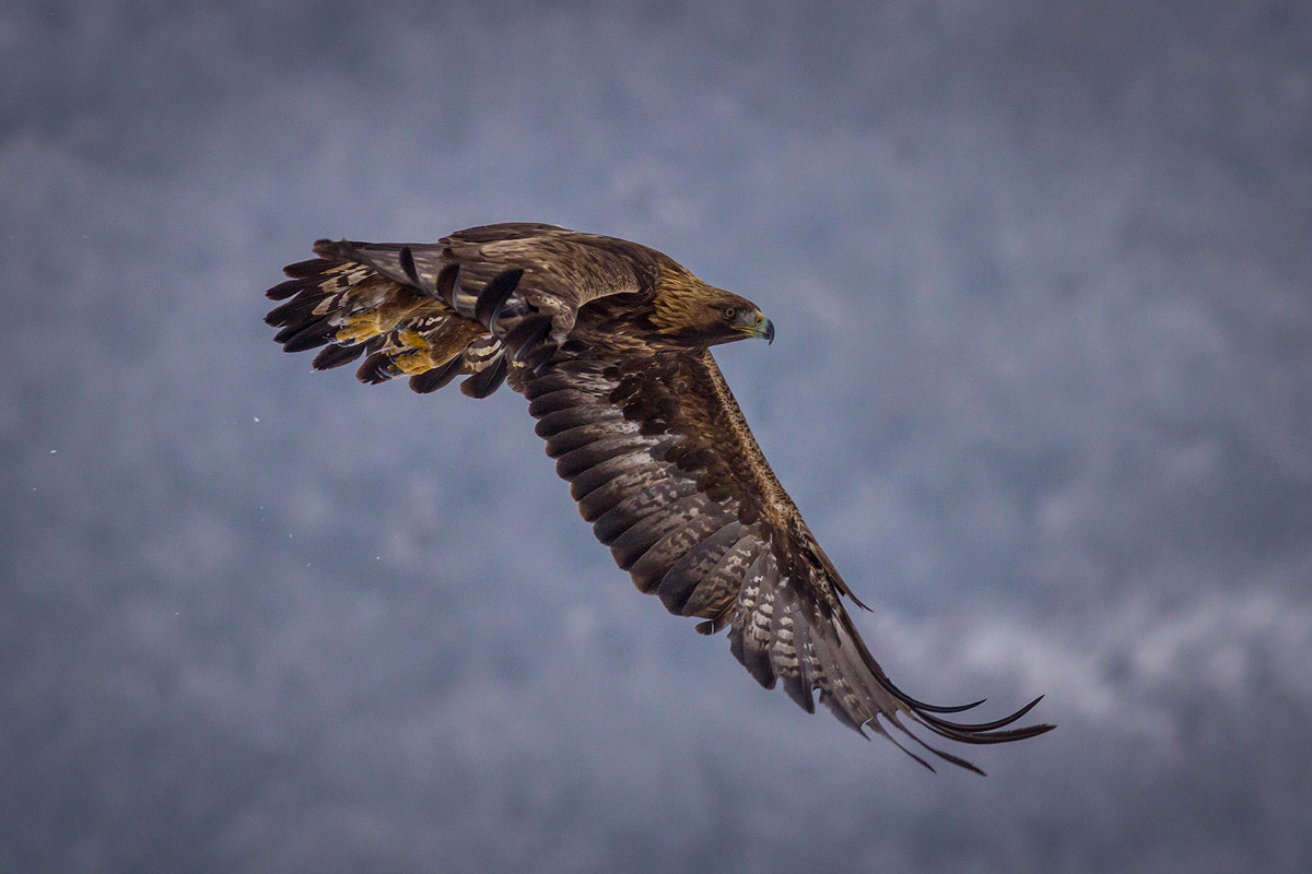 Canon EOS 60D + Canon EF 400mm F5.6L USM sample photo. Golden eagle photography