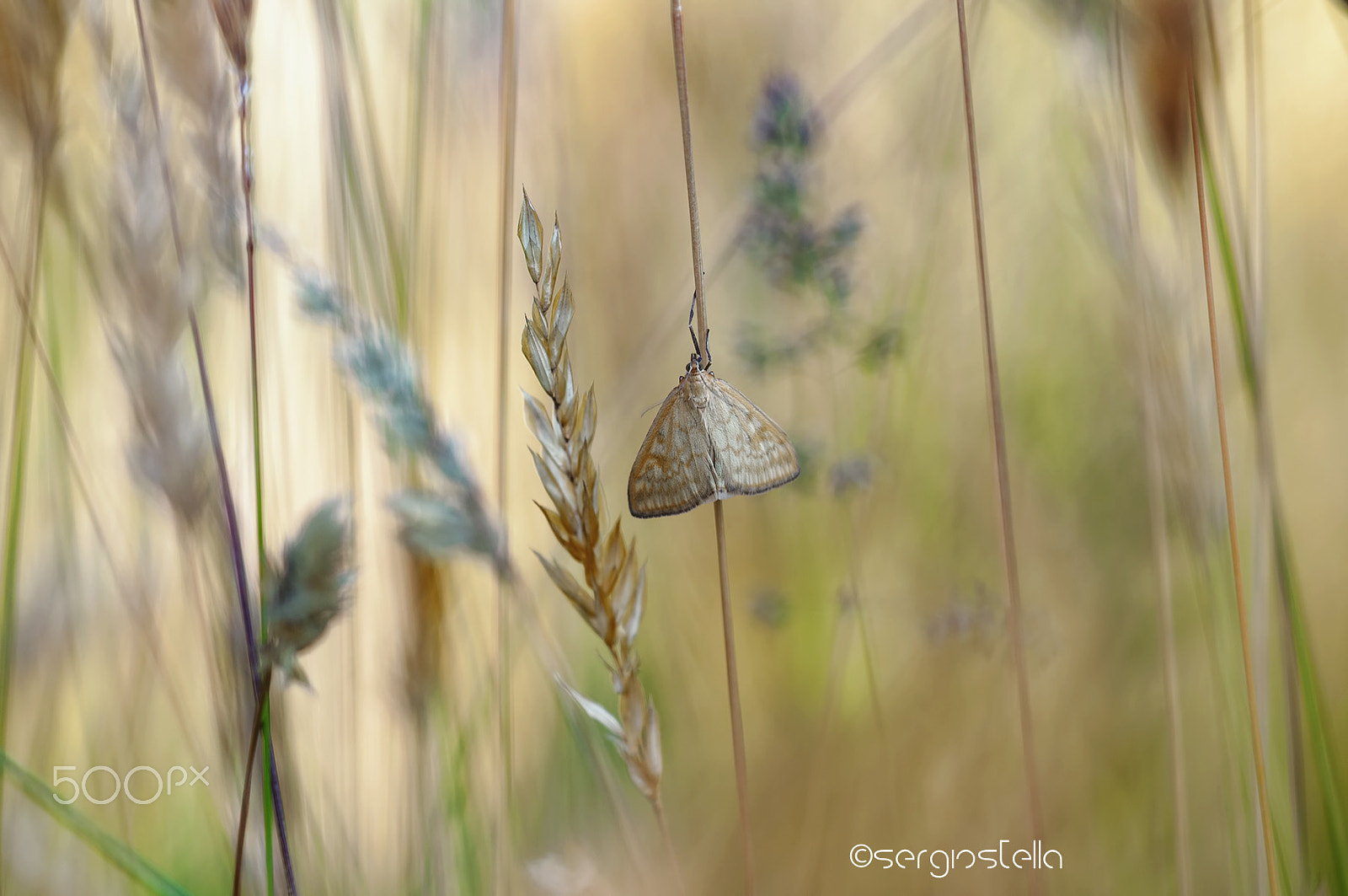Sigma 150mm F2.8 EX DG Macro HSM sample photo. In the golden meadow_________ photography