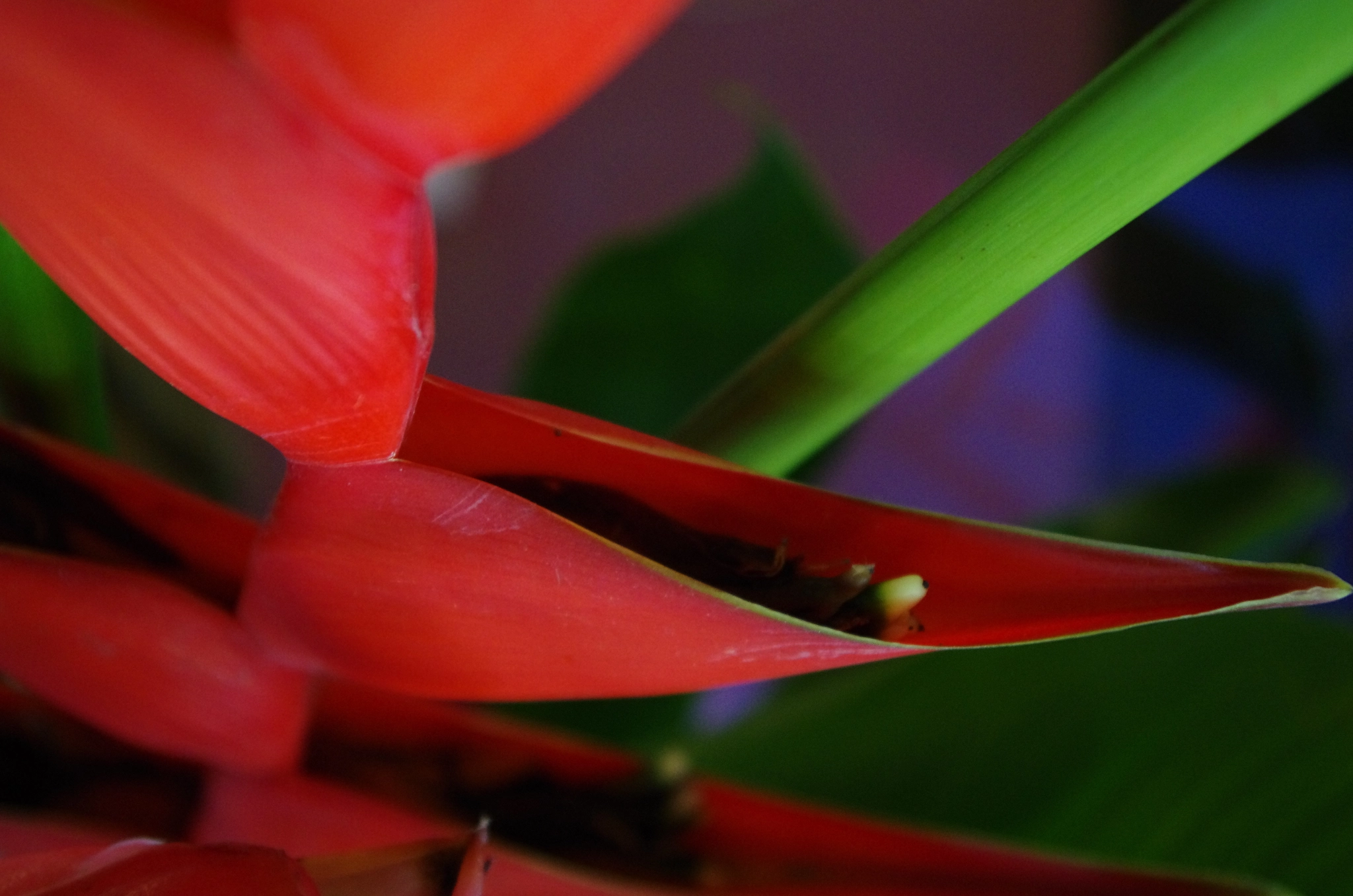 Pentax K-5 sample photo. Heliconias photography