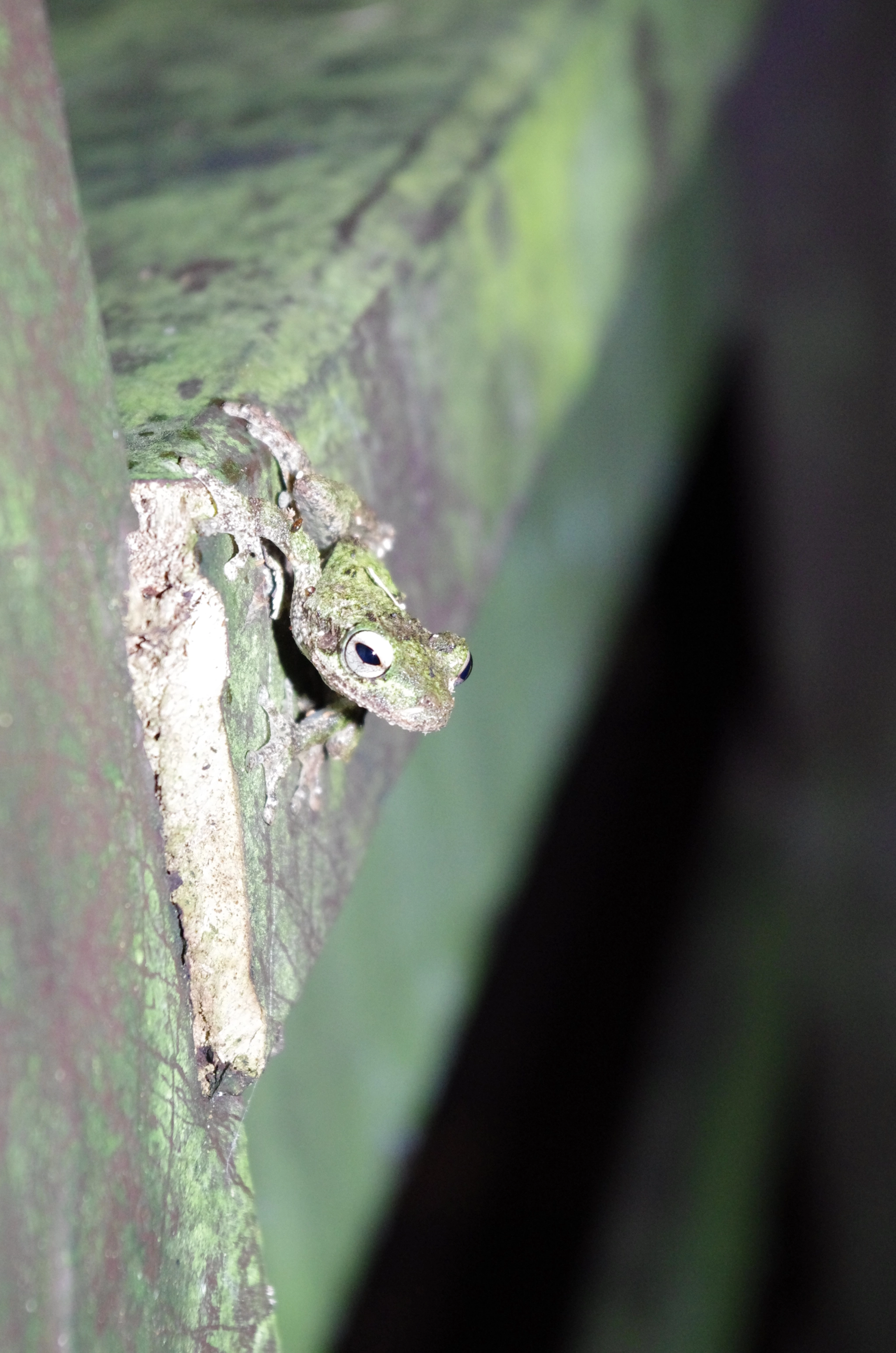 Pentax K-5 sample photo. Frog on railing 2 photography