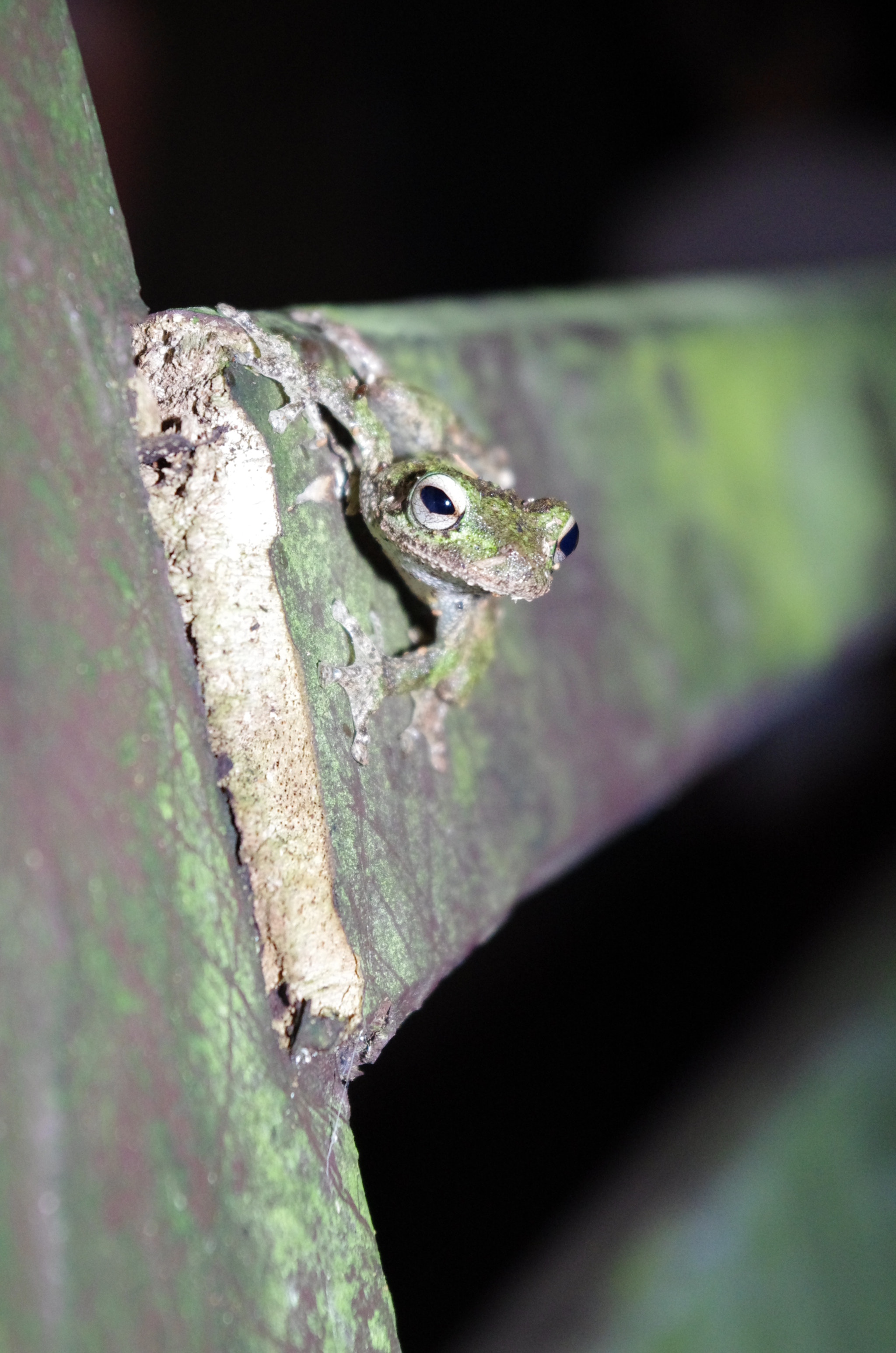 Pentax K-5 sample photo. Frog on railing close up photography