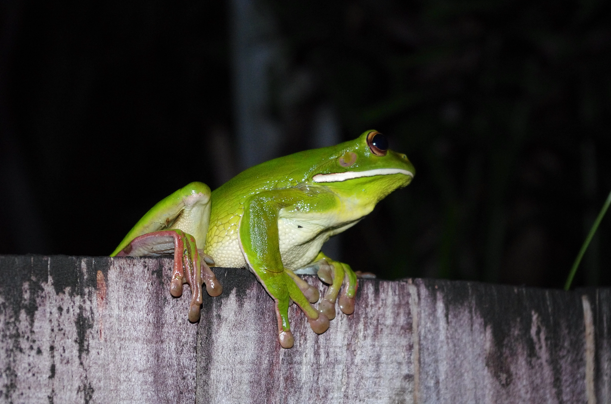 Pentax smc DA 18-55mm F3.5-5.6 ED AL II (IF) sample photo. Green tree frog photography