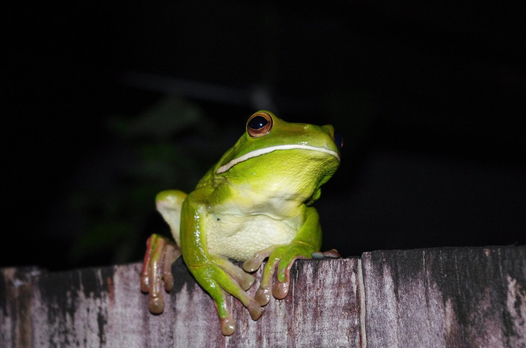 Pentax K-5 sample photo. Green tree frog 1 photography