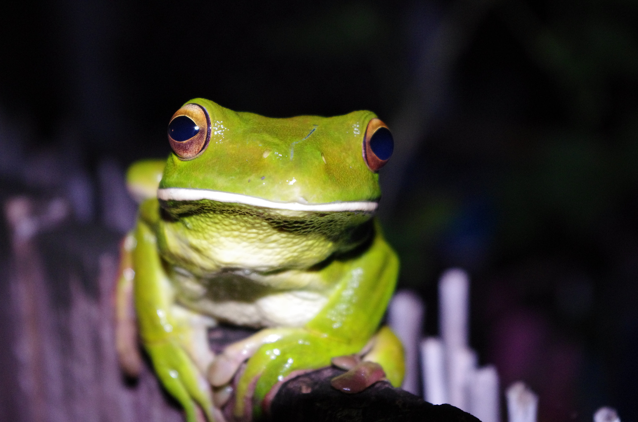 Pentax smc DA 18-55mm F3.5-5.6 ED AL II (IF) sample photo. Green tree frog on fence photography