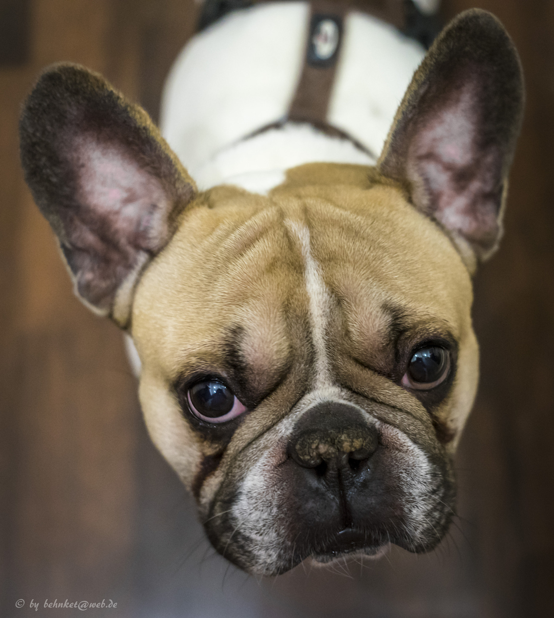 Sony a7 II + Canon EF 40mm F2.8 STM sample photo. Porky photography