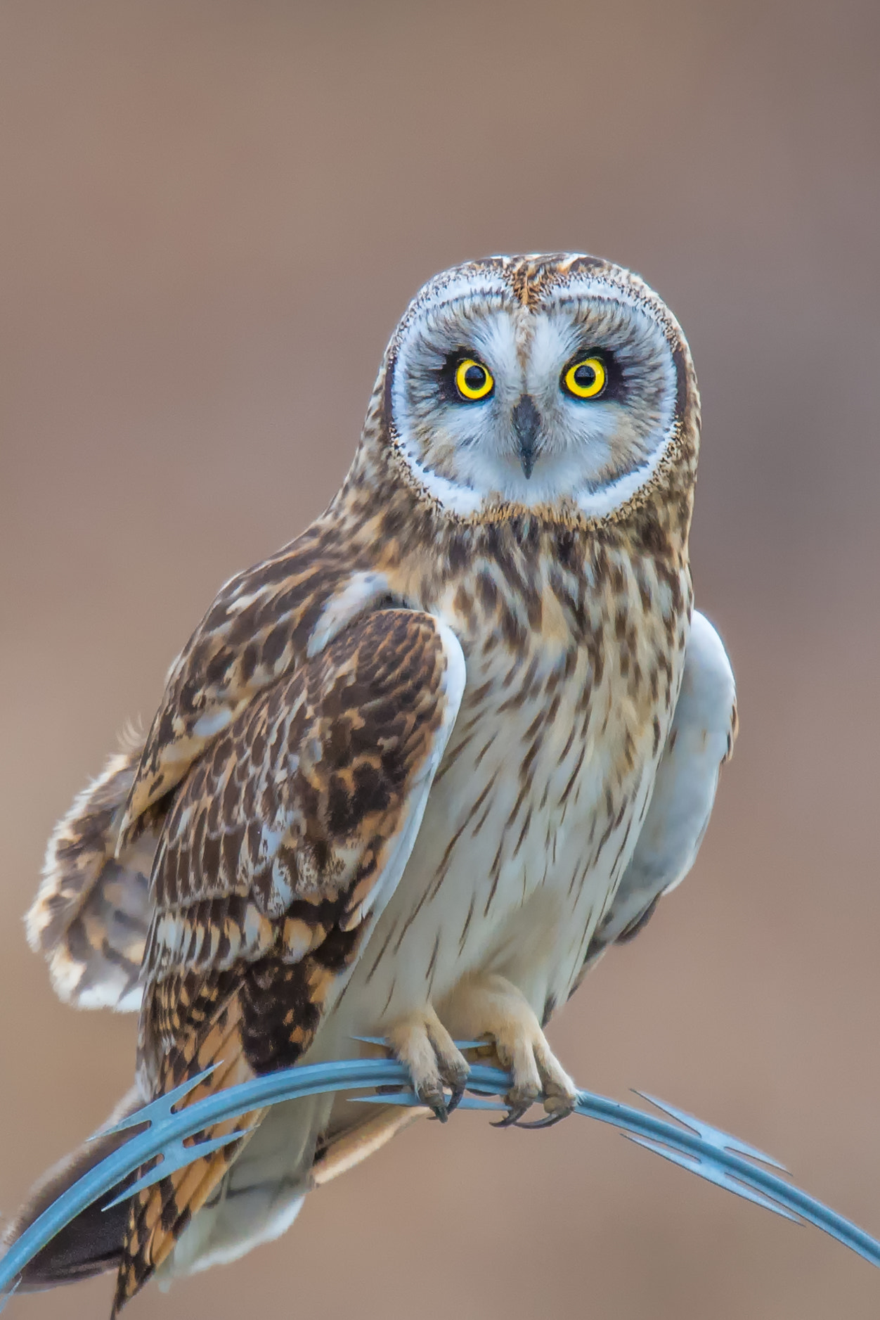 Nikon D5 + Nikon AF-S Nikkor 600mm F4G ED VR sample photo. Owl photography
