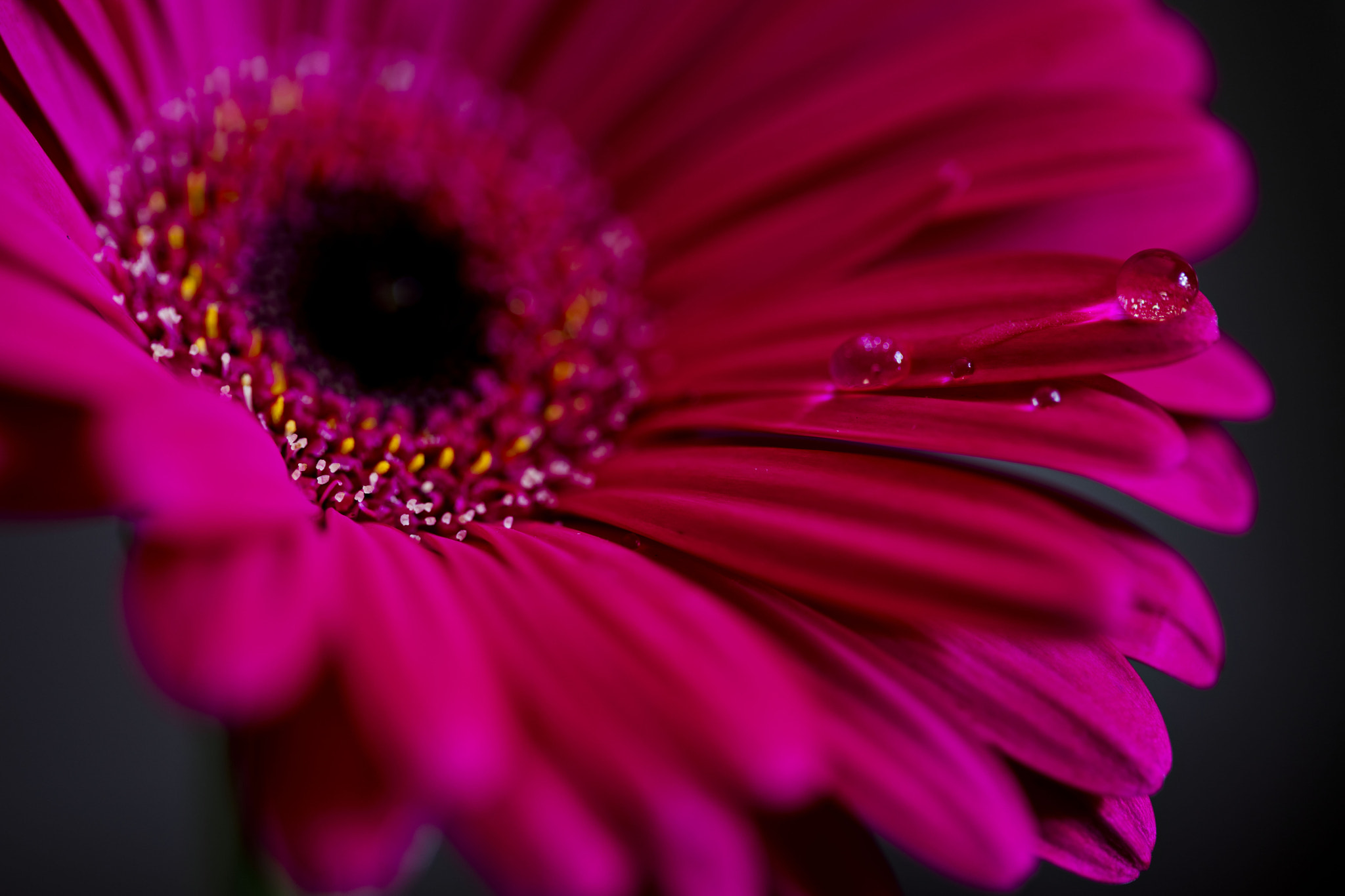Canon EF 100mm F2.8 Macro USM sample photo. Unforgettable photography