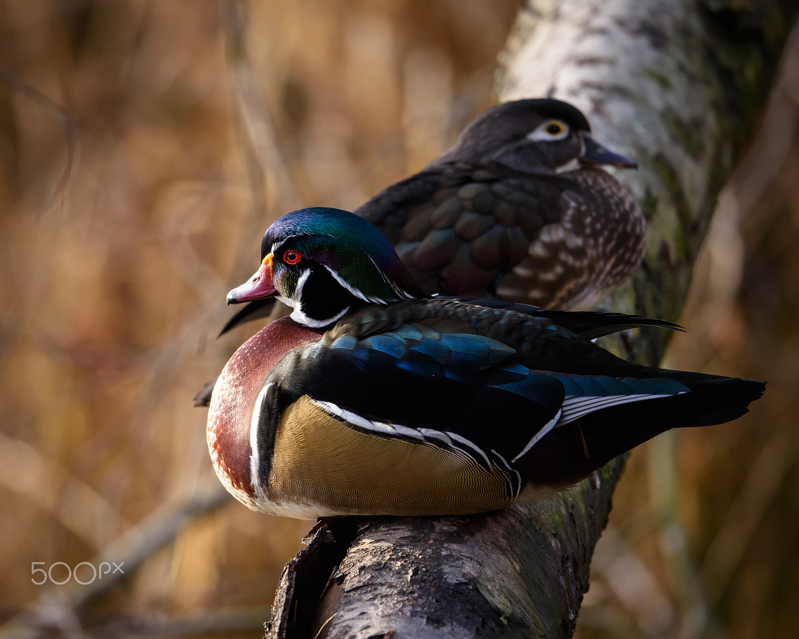 Nikon AF-S Nikkor 500mm F4E FL ED VR sample photo. Wood ducks resting photography