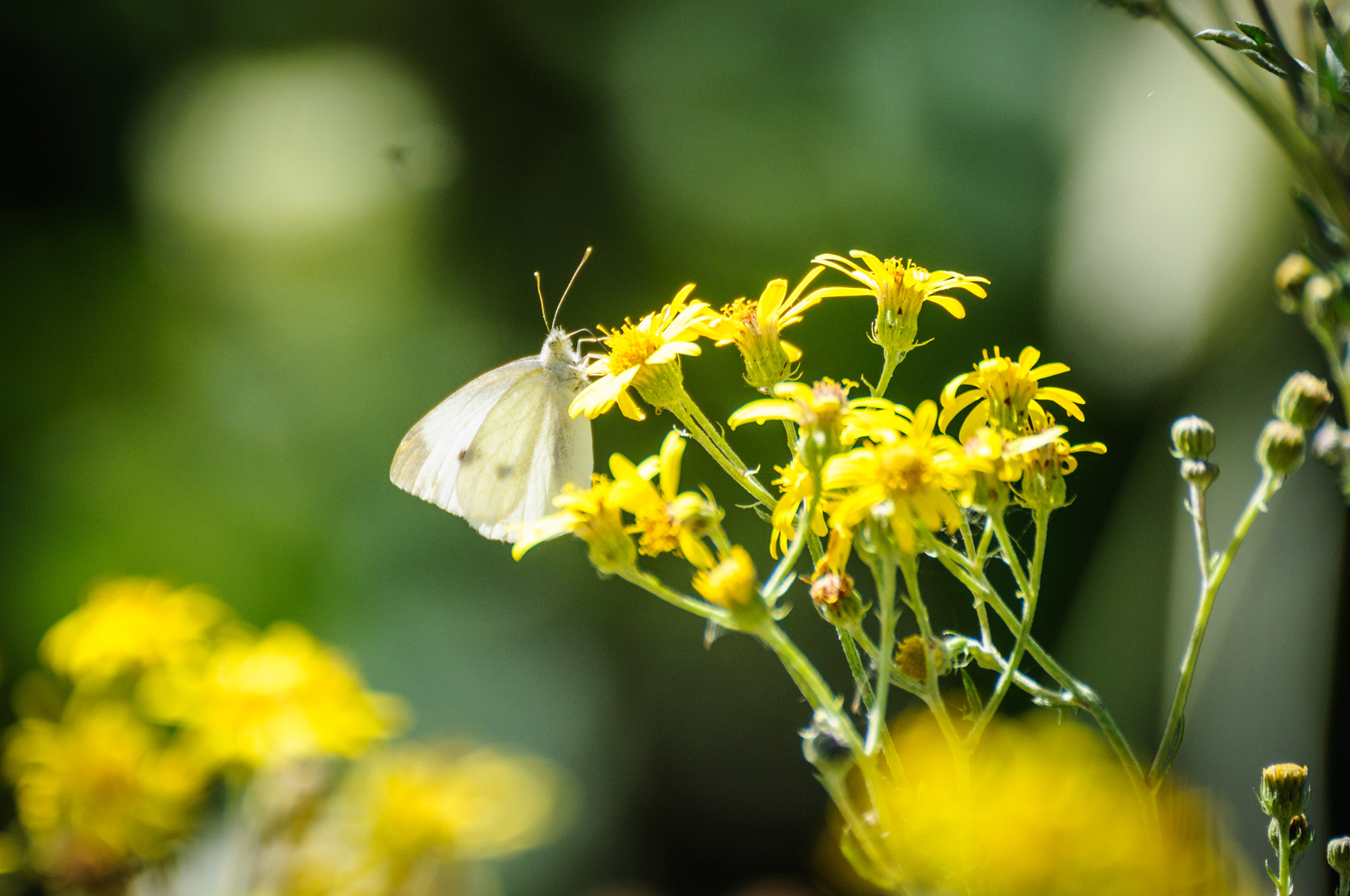 Nikon D300 sample photo. Schmetterling / butterfly photography