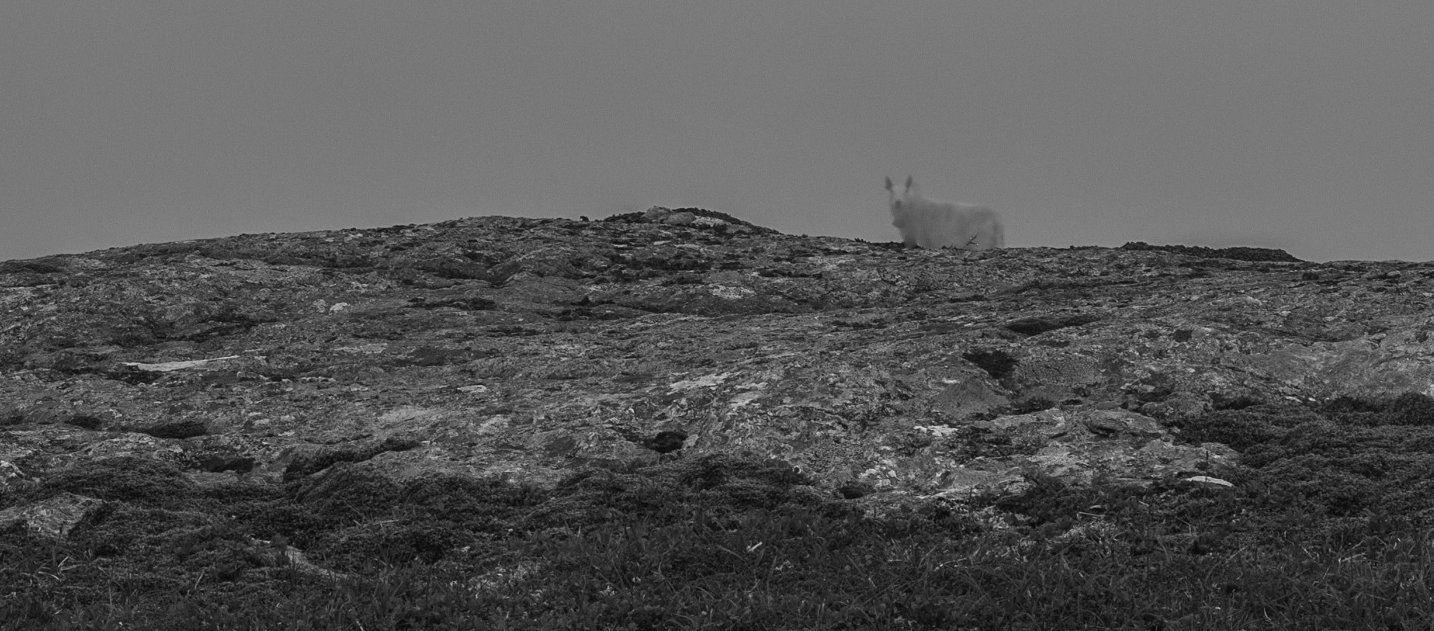 Nikon D300 sample photo. Ghost sheep photography