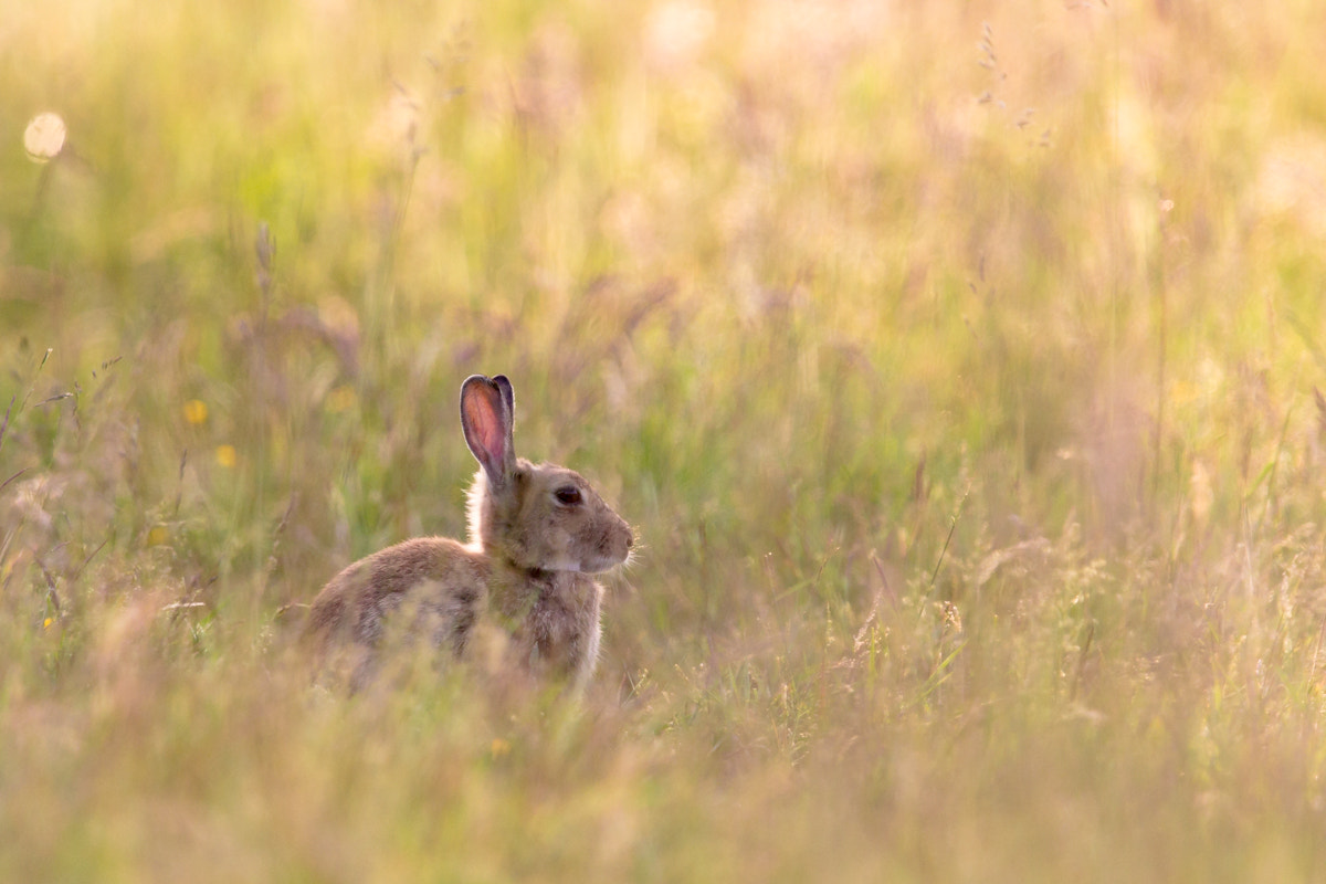 Canon EOS 60D + Tamron SP 150-600mm F5-6.3 Di VC USD sample photo. Rabbit in the field photography